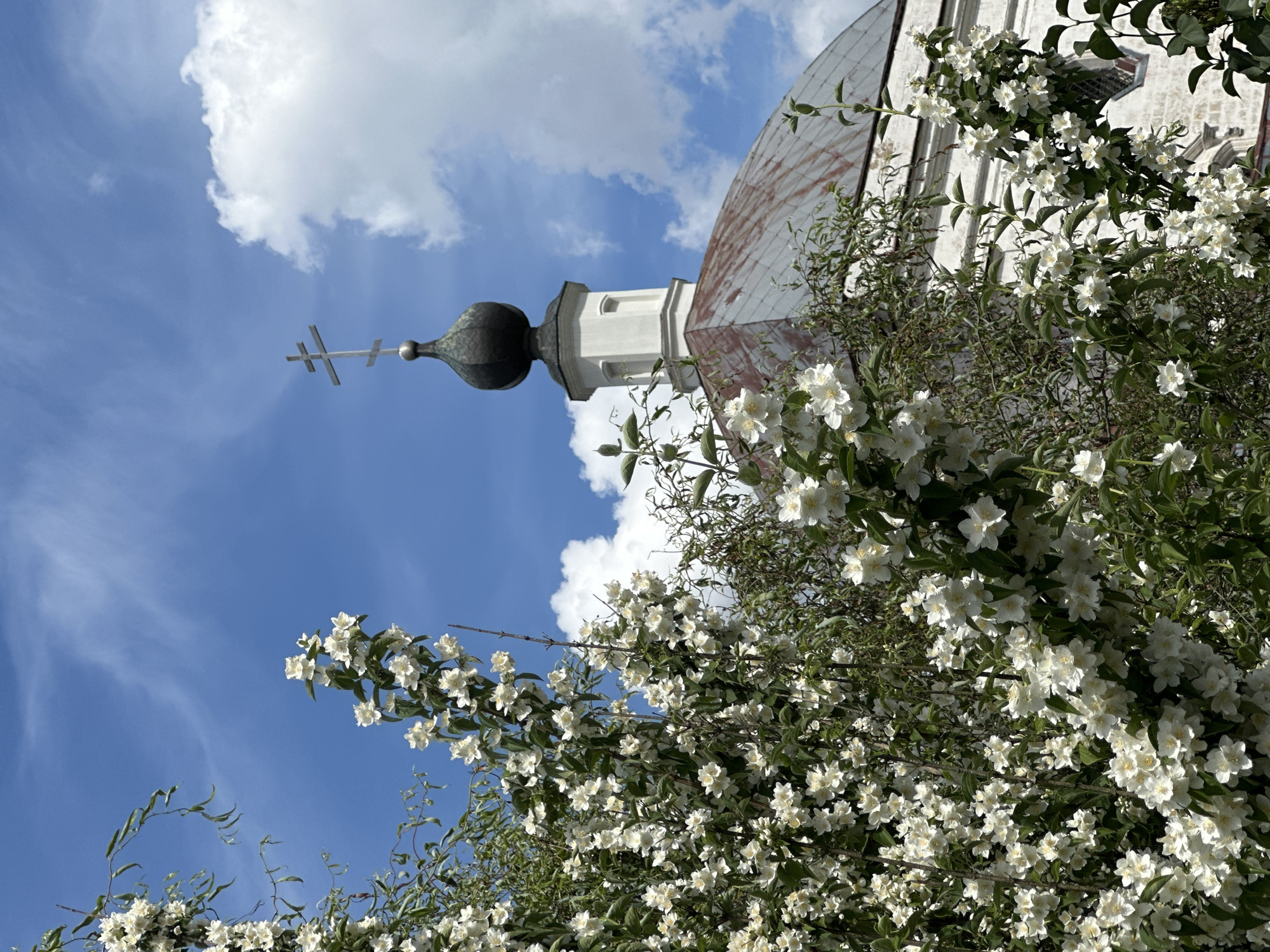 This is a vertical, close-up shot of a white flowering bush in front of a church building. The bush is in full bloom, with many small white flowers and green leaves filling the foreground and right side of the image. The flowers appear to be jasmine, given their delicate appearance and clusters.
Behind the flowering bush, the upper portion of a church is visible. This includes a white belfry topped with a dark, bulbous dome and a cross. To the right of the belfry is the weathered, copper-colored dome of the main church structure, which has a distinct reddish-brown hue with some patchy white oxidation. The sky is a vibrant blue with scattered white clouds, suggesting a bright, sunny day.
The image captures a serene, natural scene juxtaposed with religious architecture. The focus is on the abundance of white blossoms, creating a sense of springtime or early summer. The light suggests it is daytime, likely mid-morning or afternoon. The building's architecture, with its orthodox cross and domes, points to a location in Russia, specifically identified as Ерино. There is no text visible in the image.