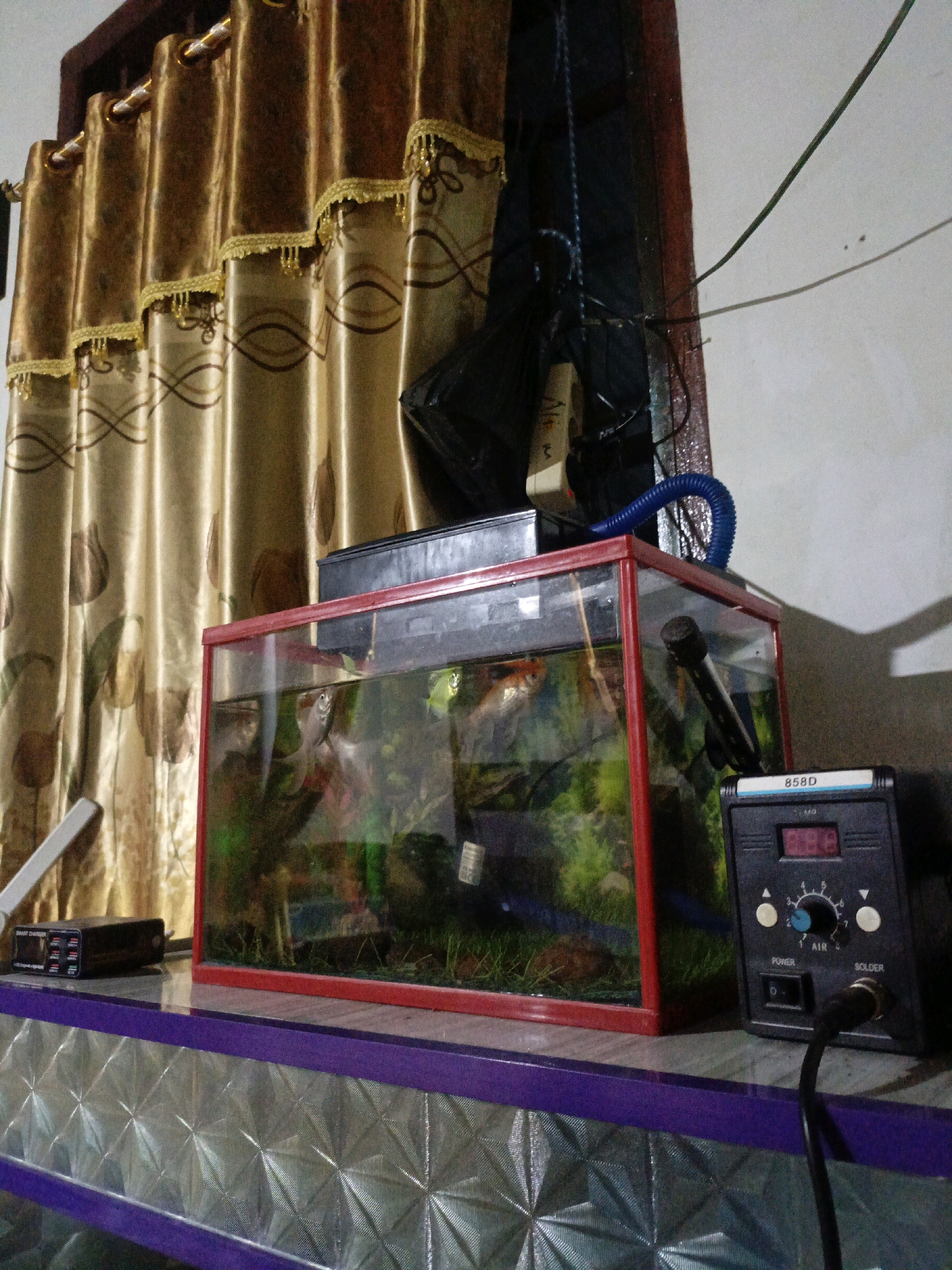 A small fish tank with red trim sits on a reflective surface, possibly a shelf or table, in a room. The fish tank contains several small fish, aquatic plants, and what appears to be a small rock formation. A blue, corrugated tube extends from the top of the fish tank, suggesting a filter or aeration system. To the right of the fish tank, a black electronic device with a digital display and control knobs is visible. This device has markings that include "858D," "POWER," "AIR," and "SOLDER," indicating it is likely a soldering station. Behind the fish tank, a golden-colored curtain with a patterned design is drawn across a window. The room's wall is visible behind the curtain and to the right of the fish tank, appearing to be a light color with some shadows cast on it. The overall scene depicts a domestic setting, possibly in Pagar Ayu, Indonesia, with elements of pet care and electronics.
