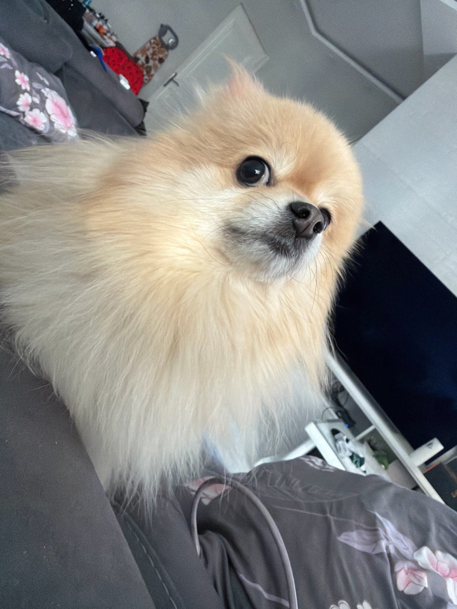 A Pomeranian dog with light brown fur is the subject of this close-up, indoor shot. The dog is positioned on the left side of the frame, facing towards the right, with its head tilted upwards. Its large, dark eyes are looking directly at the camera. The dog's muzzle is a darker shade of brown, and its nose is black. Its fluffy fur surrounds its face and extends downwards, partially obscuring its body.
The background is blurred and appears to be an indoor setting. To the left, a gray couch is visible, with a cushion featuring a floral pattern of pink flowers and green leaves. Further back, some clothing items are stacked, including a red garment and a patterned item. To the right, a black television screen is mounted on a white stand, with some objects on the shelves below, including what appears to be a white basket. The lighting in the room is soft and appears to be natural light coming from a window. There is no indication of the specific location within Tbilisi, Georgia.
