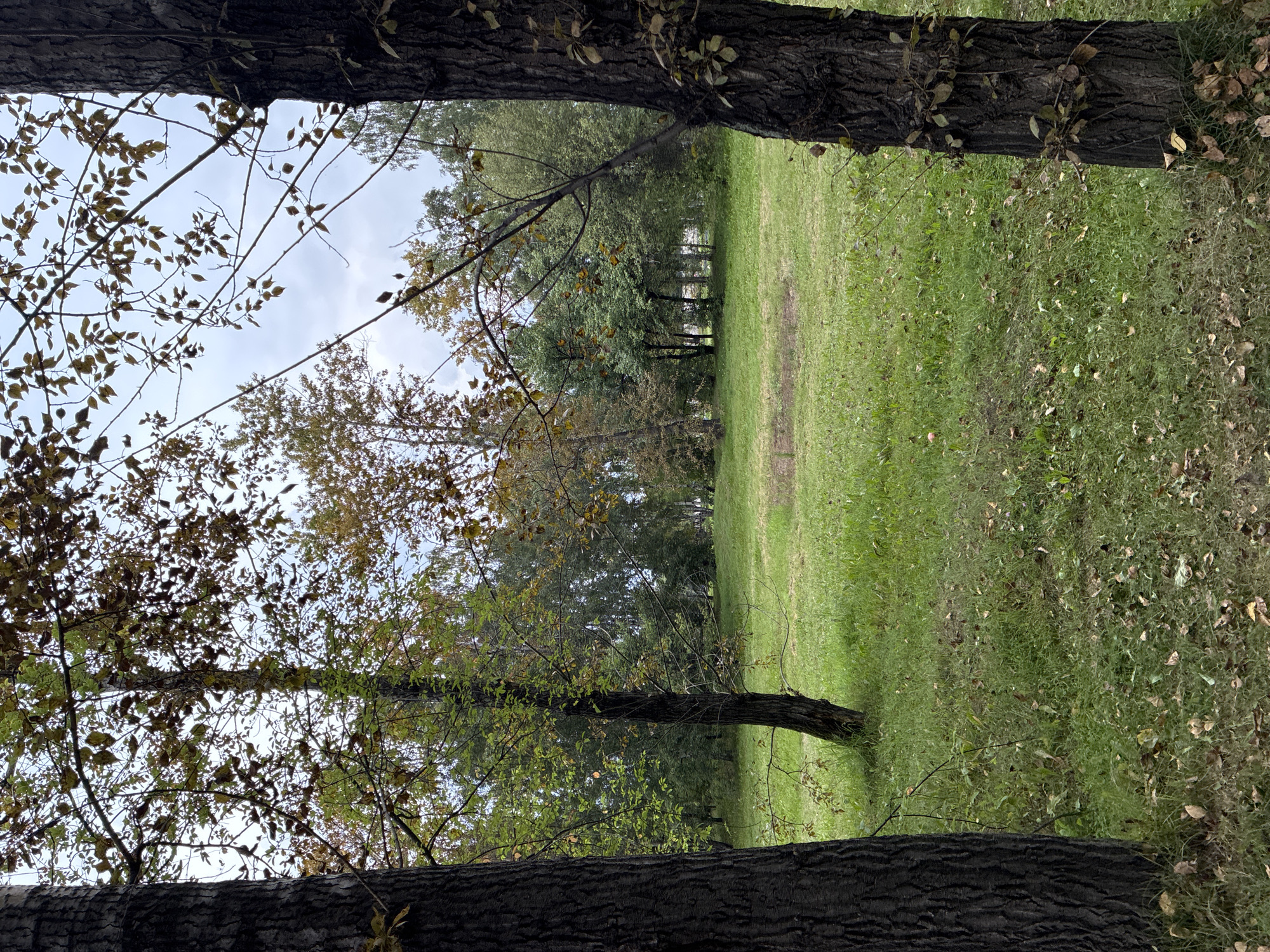 The image depicts an outdoor scene with a clearing in a park-like setting. Two large trees with dark, textured bark frame the foreground, one on the left and one on the right. Between them, a patch of vibrant green grass extends into the middle ground. Scattered fallen leaves are visible on the grass, suggesting an autumn season. In the background, a dense line of trees forms a natural barrier, with some exhibiting autumnal colors of yellow and brown. The sky above is overcast with a pale, cloudy appearance. The scene appears to be a public park or natural area within a city, likely in Irkutsk, Russia, given the mention of that location. No people are present in the image, and no specific actions or interactions are depicted. The environment is characterized by vegetation and a tranquil, natural atmosphere.