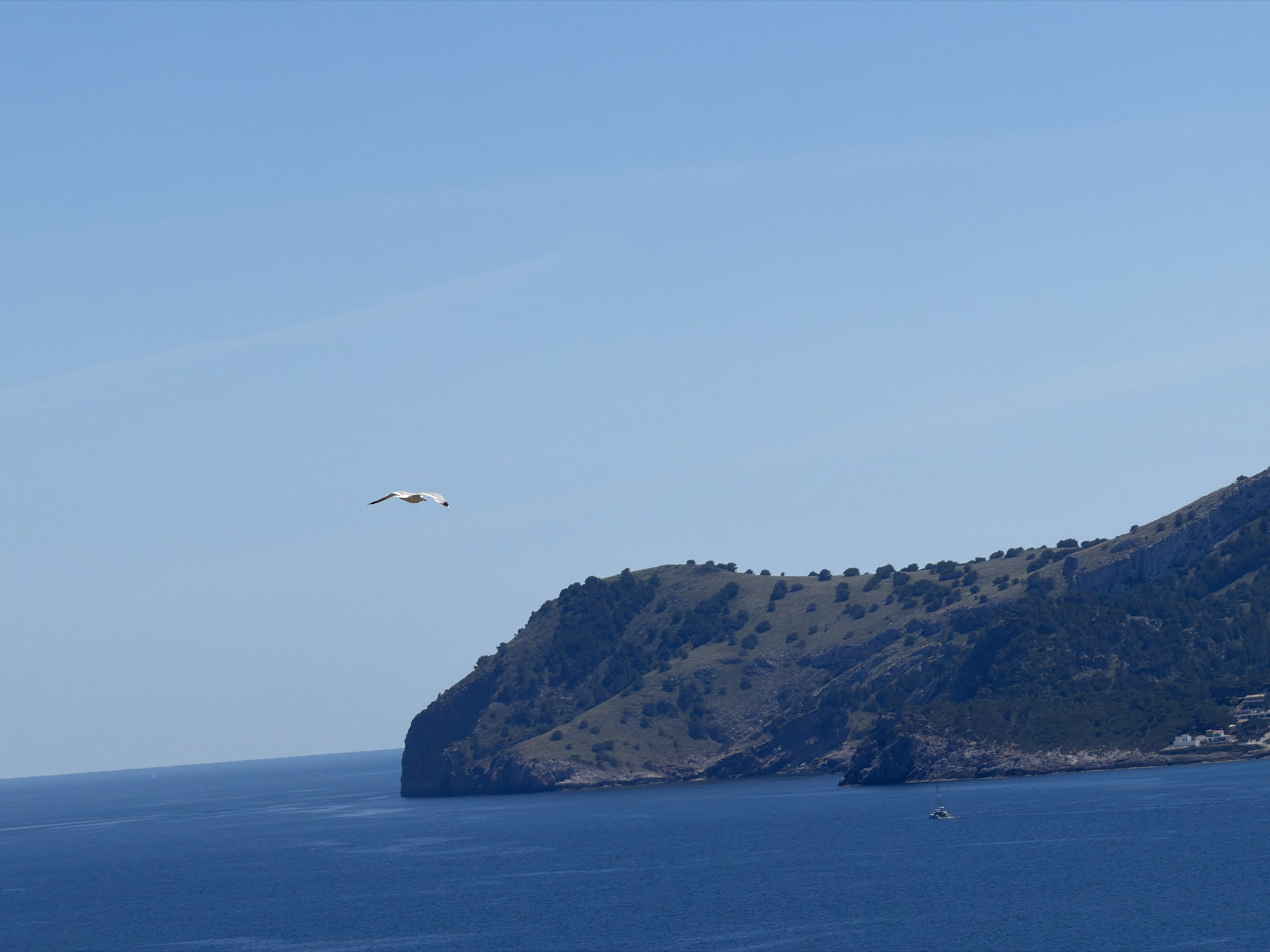 The image shows a coastal scene in Cala Gat, Spain, under a clear, light blue sky. A body of dark blue water occupies the lower portion of the image, reflecting the sky. A rocky headland with green vegetation covers the upper right of the frame, descending to the water. Sparse trees and shrubbery dot the land. A white seagull flies horizontally toward the left, slightly above the water. A small boat sits in the water near the headland, and a small cluster of white buildings can be seen near the edge of the water at the base of the headland.