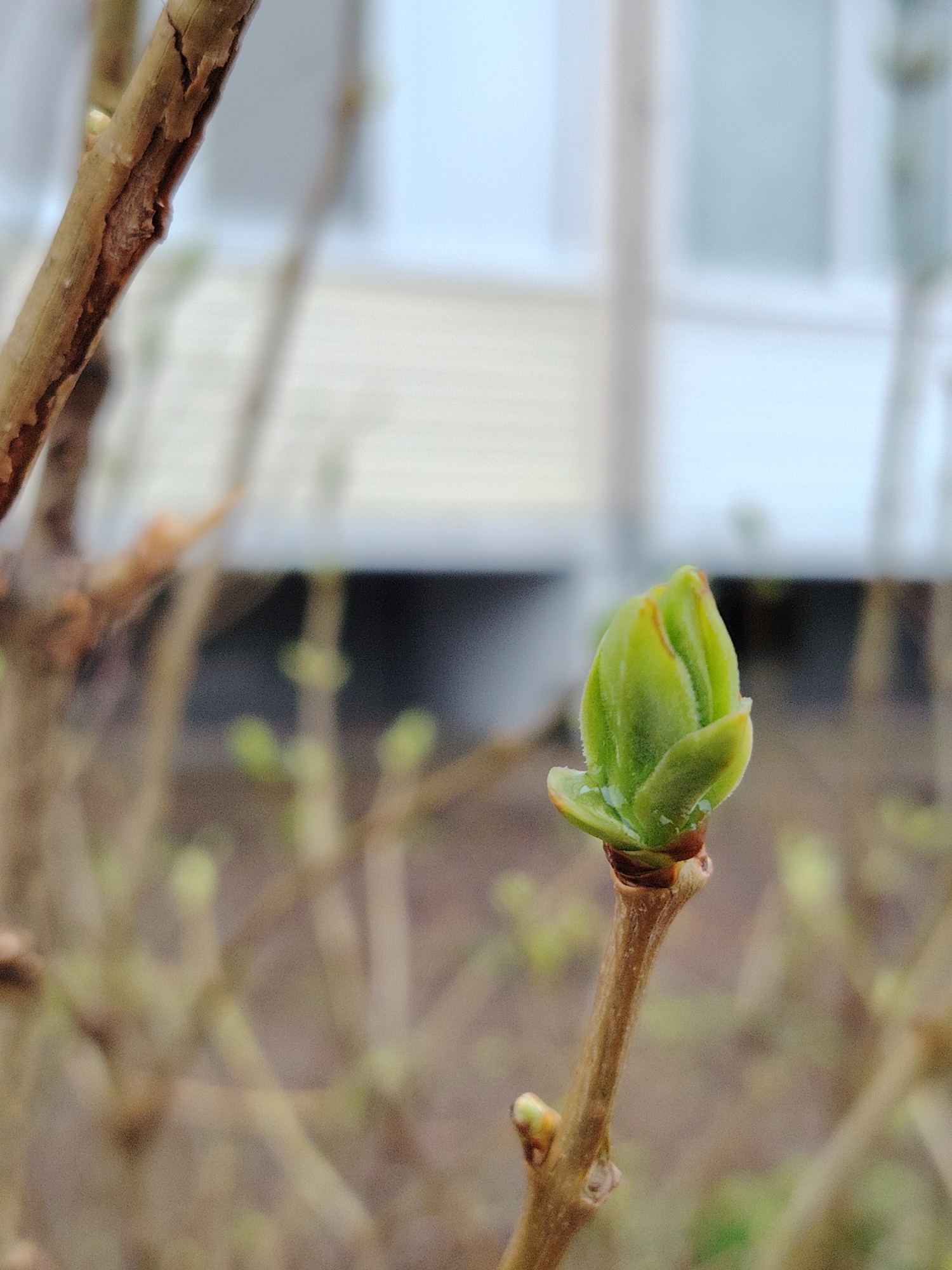 The image presents a close-up shot of a vibrant green plant bud, just beginning to unfurl on a slender brown branch. The bud displays delicate folds of developing leaves and appears slightly moist or dewy. A thicker, textured branch with cracked, light brown bark diagonally crosses the upper left portion of the frame. The background is heavily blurred, revealing a light-colored building, likely with white siding or window frames, set against a brighter sky, indicating an outdoor location like a garden or yard. Other indistinct, bare branches are visible in the mid-ground. The soft, natural light suggests it is daytime. The presence of the newly forming bud points to the spring season. The scene is situated in Markovskii, Russia. No people or text are visible.