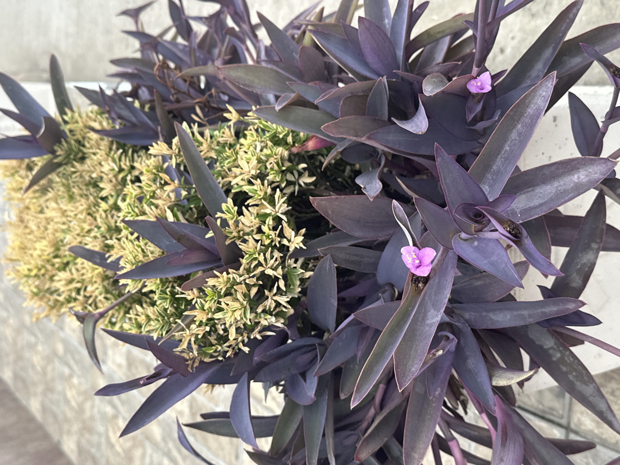 A close-up, outdoor, eye-level shot captures a planter containing two types of plants. The dominant plant in the foreground is Tradescantia pallida, commonly known as purple heart, with its characteristic lance-shaped, deep purple leaves cascading downwards. Two small, delicate pink flowers are visible among the purple foliage. Behind the purple heart plant is a fuller, lighter-colored plant with small, variegated green and yellow leaves. The background consists of a blurred, neutral-colored textured surface, possibly a wall or pavement. The overall lighting suggests a bright, possibly overcast day. There are no people or animals visible in the image, nor any specific urban elements that would indicate a precise location within Sochi, Russia. The scene appears to be a still-life composition of potted plants.