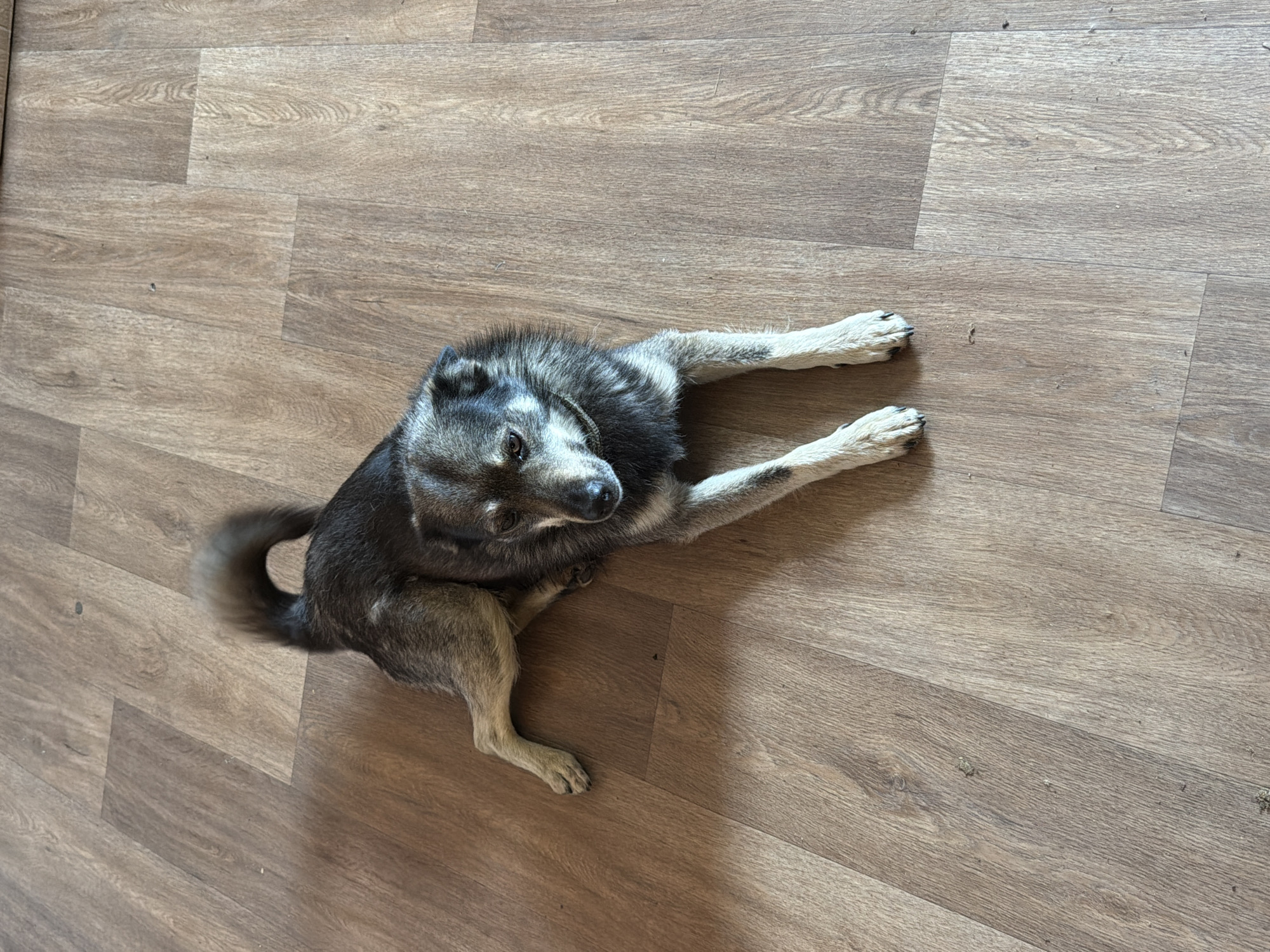 A medium-sized dog with grey and black fur lies on a wooden floor. The dog is positioned on its left side, with its front paws extended forward and its back legs tucked underneath. Its tail is curled upwards. The dog's head is turned to the left, and its eyes are open, looking towards the left side of the frame. The flooring is made of planks with a light brown wood grain pattern. The scene appears to be indoors, in a domestic setting. There is no visible indication of the location being in Petryaksy, Russia.