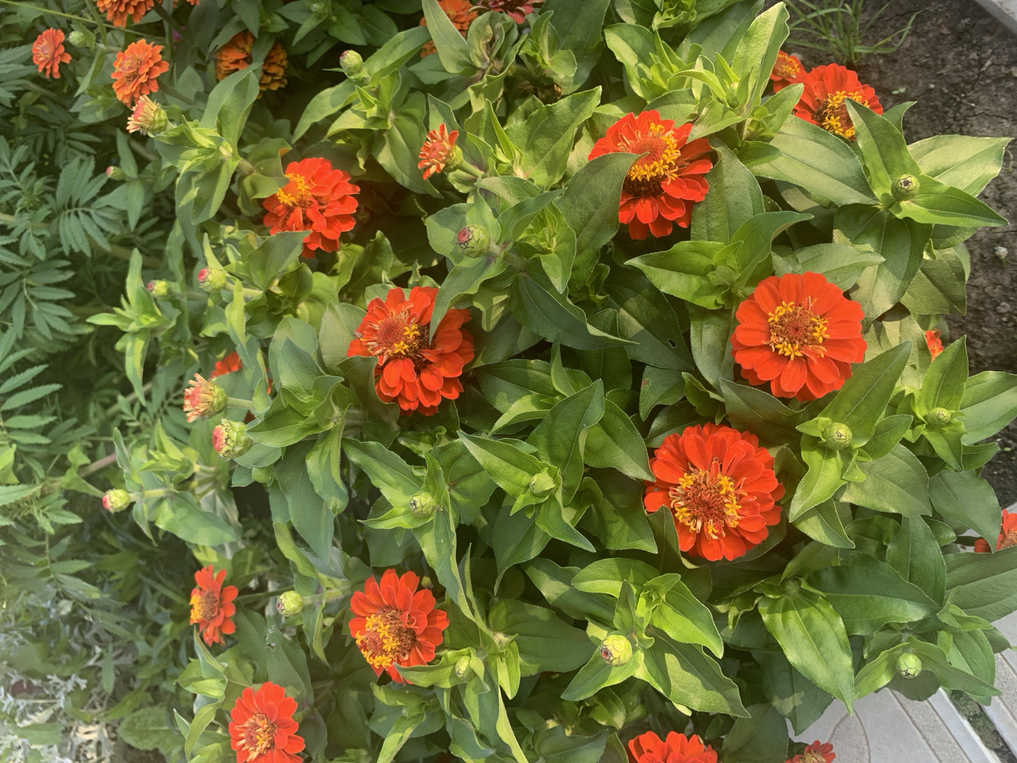 This is an eye-level, medium shot of a dense cluster of bright orange zinnia flowers in full bloom. The flowers are the primary subjects, with multiple blossoms visible in various stages of opening, and numerous green buds. The petals of the open flowers are a vibrant orange with hints of yellow in their centers. Lush green foliage surrounds and supports the flowers, creating a rich, textured backdrop. The lighting suggests it is daytime, with sunlight casting shadows and highlighting the textures of the leaves and petals. The background is soft and slightly out of focus, with more greenery and hints of what might be other plants or garden elements. There are no people or animals visible in the image, and no specific urban or rural features are discernable that would definitively place it in Yamabaru, Russia, or any other specific city or country. The scene depicts a natural garden setting focused on the beauty of the flowers.