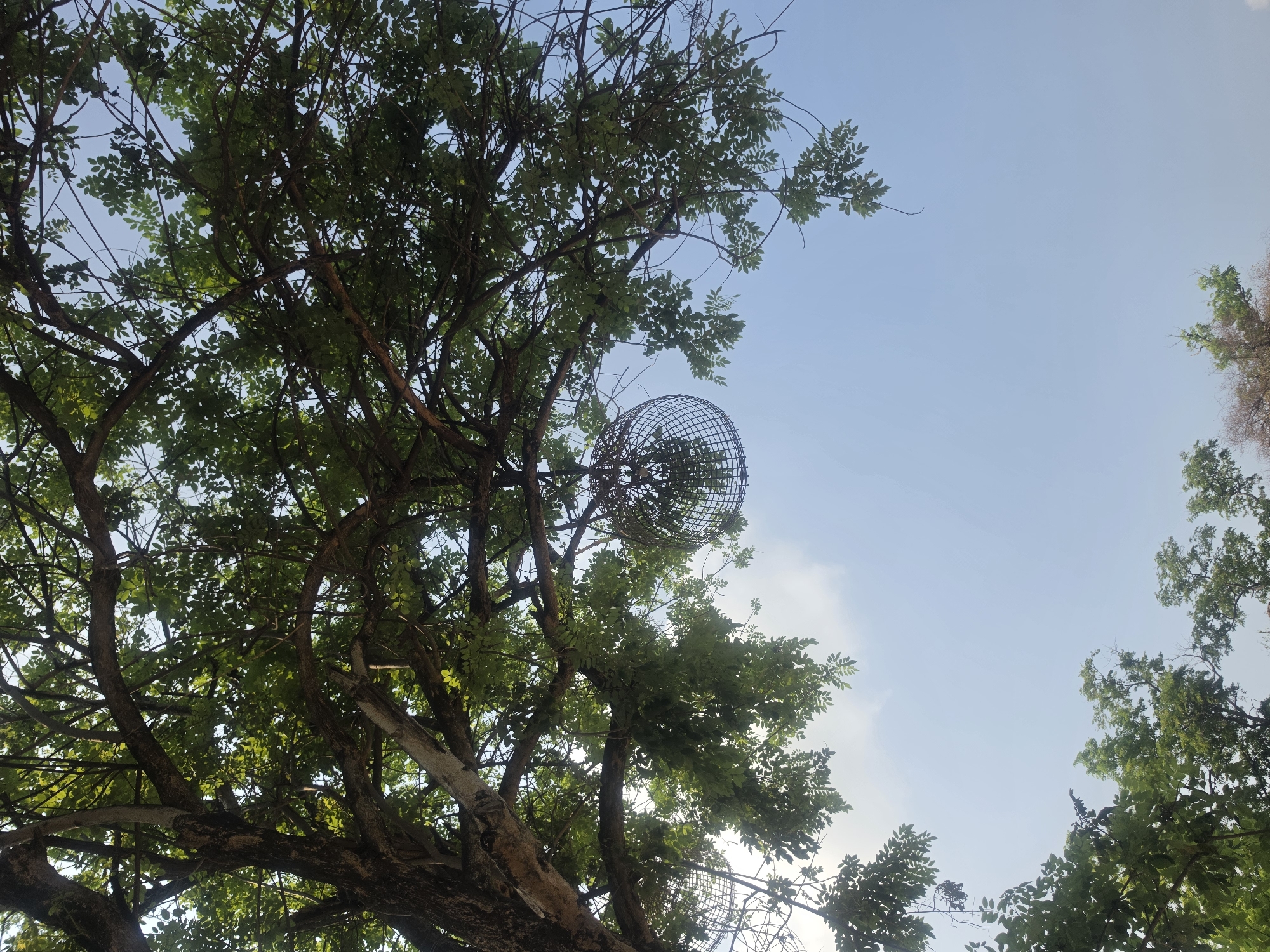 The image depicts a low-angle view of a tree with lush green foliage against a light blue sky with a few wispy clouds. A spherical metal cage-like object is suspended within the tree branches. The location is Phra Nakhon Si Ayutthaya City Municipality, Thailand, as the image origin has been provided.