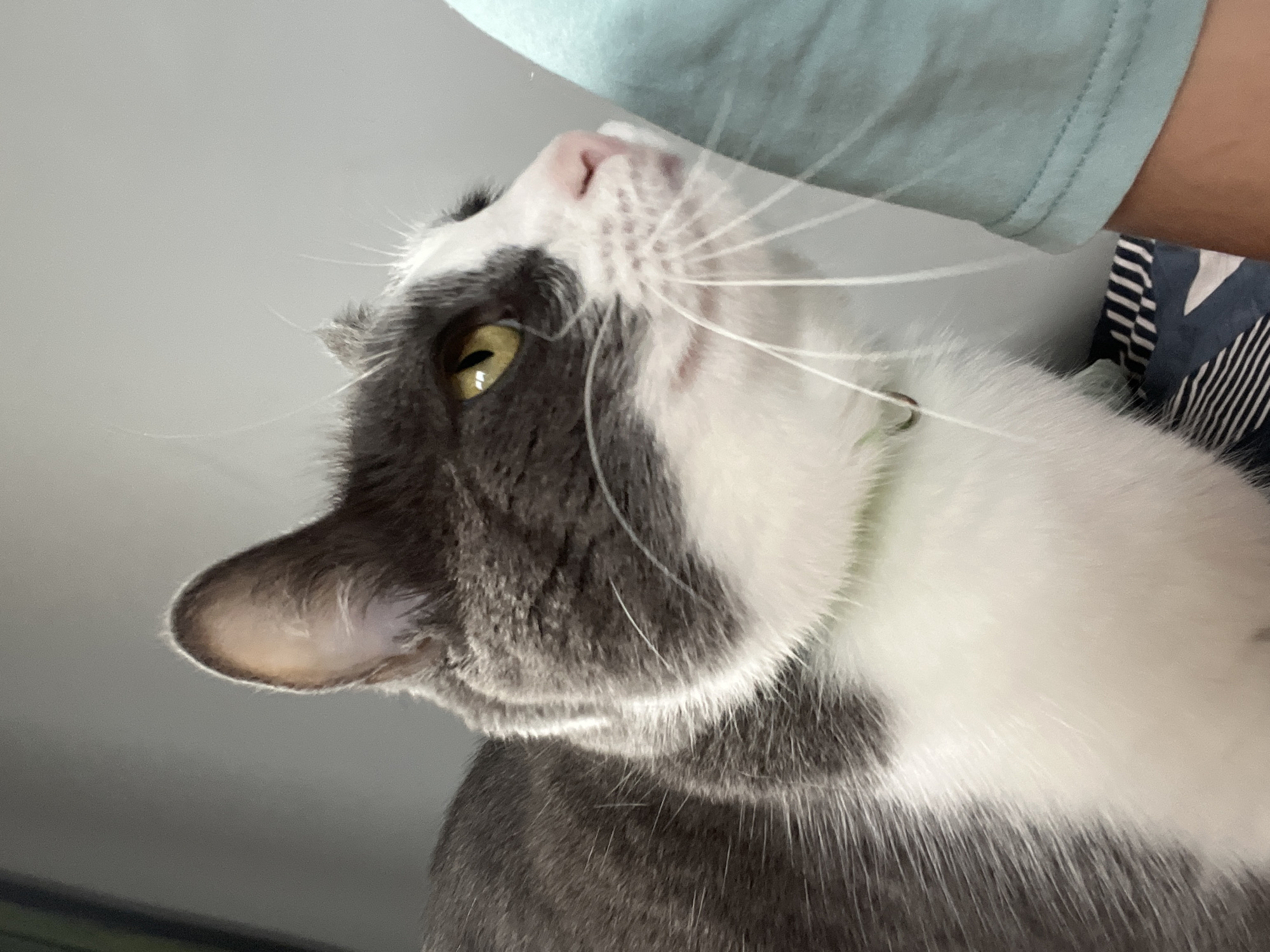 A close-up, eye-level shot shows a grey and white domestic shorthair cat looking to the right, with its head tilted slightly upwards. The cat has yellow eyes, a pink nose, and long white whiskers. It is wearing a light green collar. The cat's body is partially visible, showing grey fur on its back and white fur on its chest. To the right of the cat, a person wearing a teal t-shirt is visible, with their arm and shoulder in frame. The background is a plain, light grey wall. The scene appears to be indoors, possibly in a home environment in Ureki, Georgia.