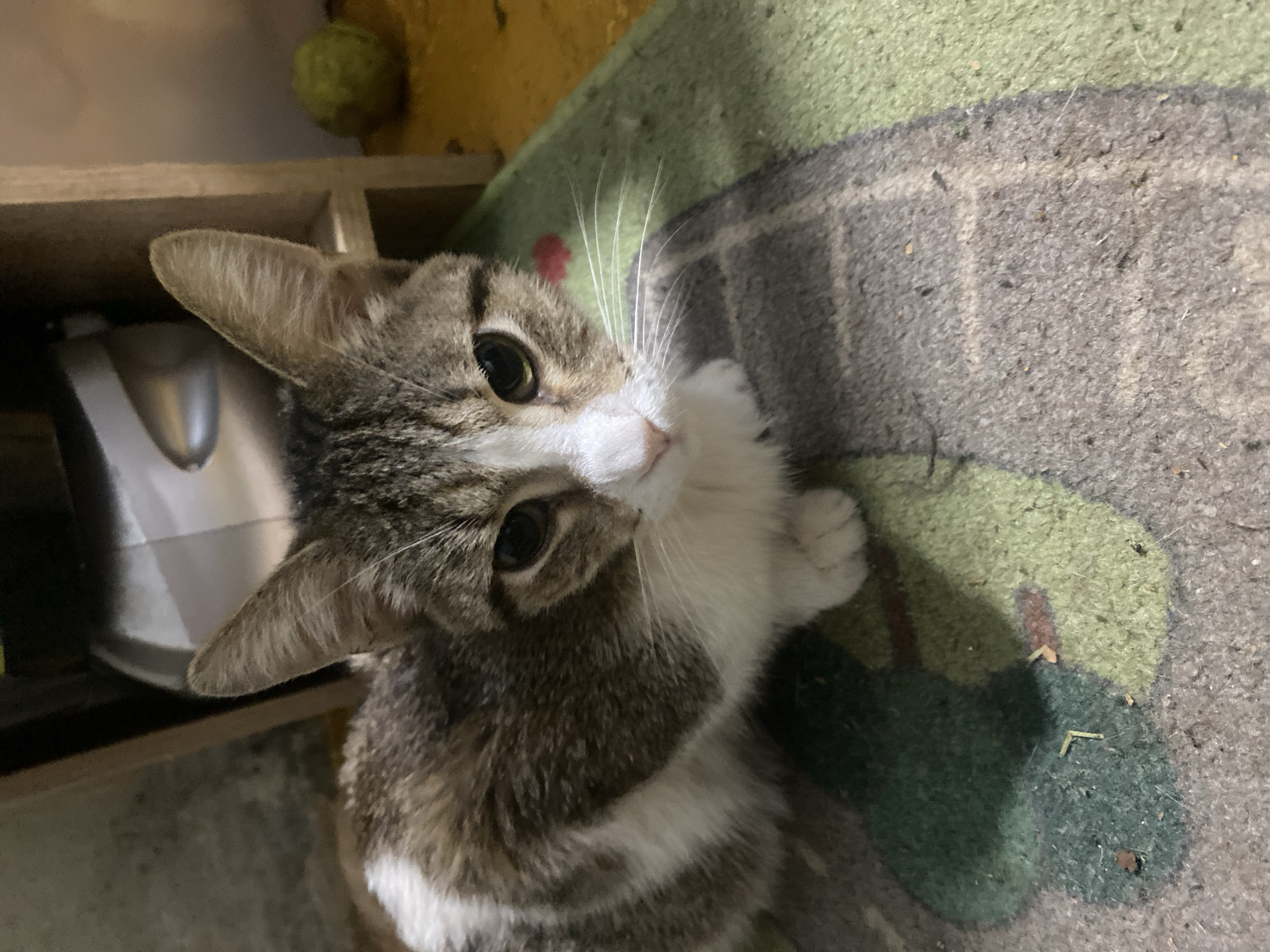 The image shows a close-up of a tabby and white cat sitting on a rug. The cat is facing the camera with its head slightly tilted. Its eyes are open and appear to be dark green or brown. The cat has prominent ears and white whiskers. The rug has a pattern of green and grey shapes. In the background, a shelf unit is visible, with a white object on the top shelf and a round, yellowish object on the floor to the right. The overall environment suggests an indoor setting, possibly a home. There is no identifiable information or context about the location being Samara, Russia.