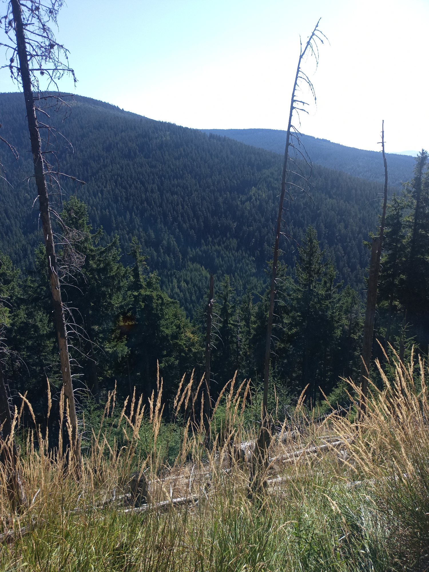 The image captures a scenic view of a forest-covered mountain landscape under a clear blue sky. In the foreground, dry, tall grasses with feathery seed heads sway in the breeze, interspersed with green grass and the skeletal remains of dead trees, their branches bare and brittle. Behind the grasses, a dense evergreen forest blankets the slopes of a large hill or mountain. The trees are mostly dark green, suggesting coniferous species. In the distance, the contours of rolling hills recede into the hazy blue horizon. The overall impression is one of a wild, natural environment, possibly a protected area within or near Międzygórze, Poland, given the context provided. There are no people or animals visible in the image, and no specific actions are taking place. The scene is static and serene, focusing on the interplay of light, vegetation, and topography.