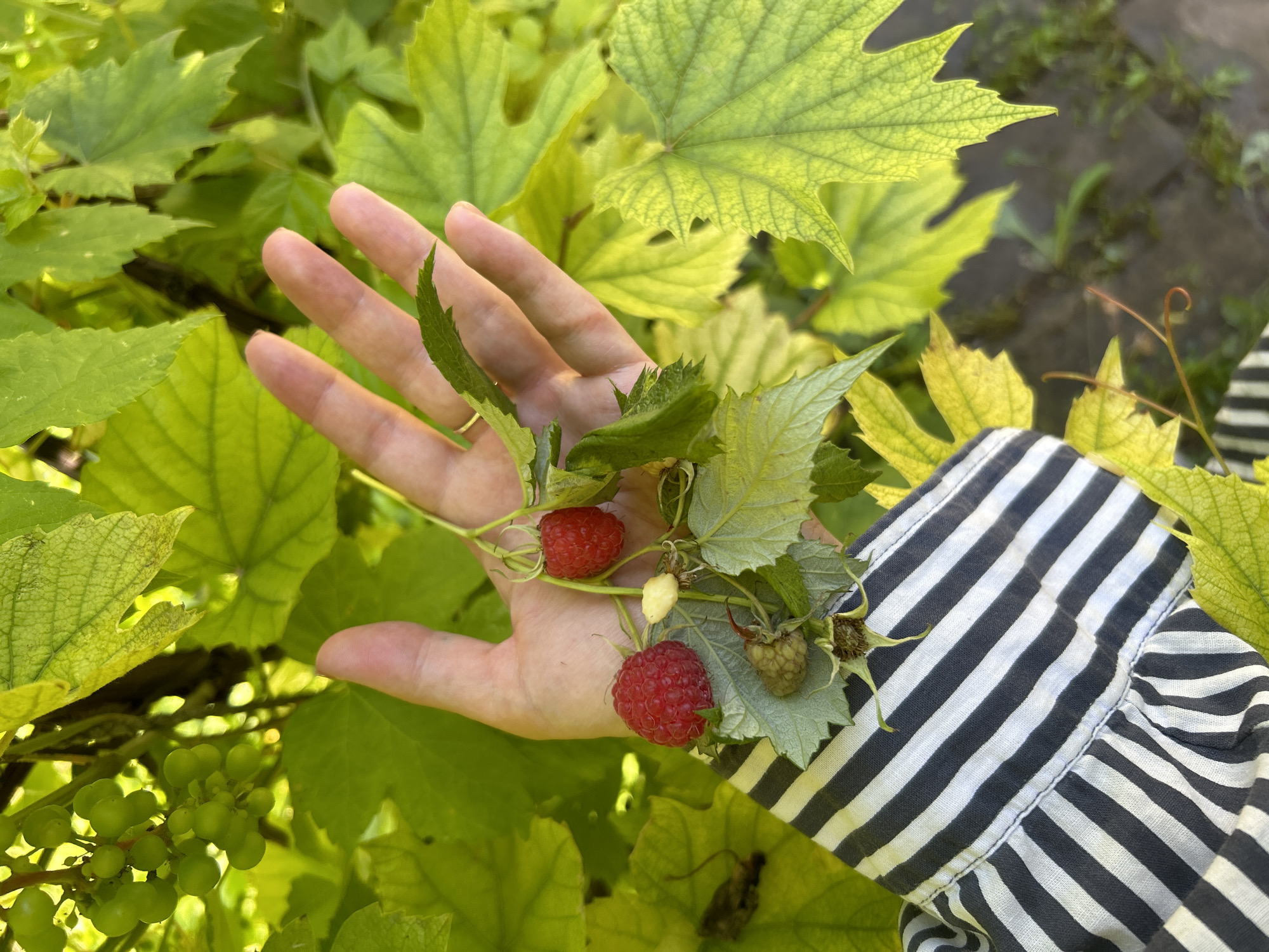 A person's left hand and forearm are held out in front of lush green foliage, likely a garden. The hand is open, palm facing upwards, and several ripe red raspberries and a few unripe green ones are nestled in the palm, held by a delicate vine. The person is wearing a black and white striped long-sleeved shirt. The background is filled with large, light green leaves, some appearing to be grape leaves, and other greenery, suggesting a sunny outdoor setting. The lighting suggests it is daytime. The overall scene evokes a sense of harvesting fresh produce from nature.
