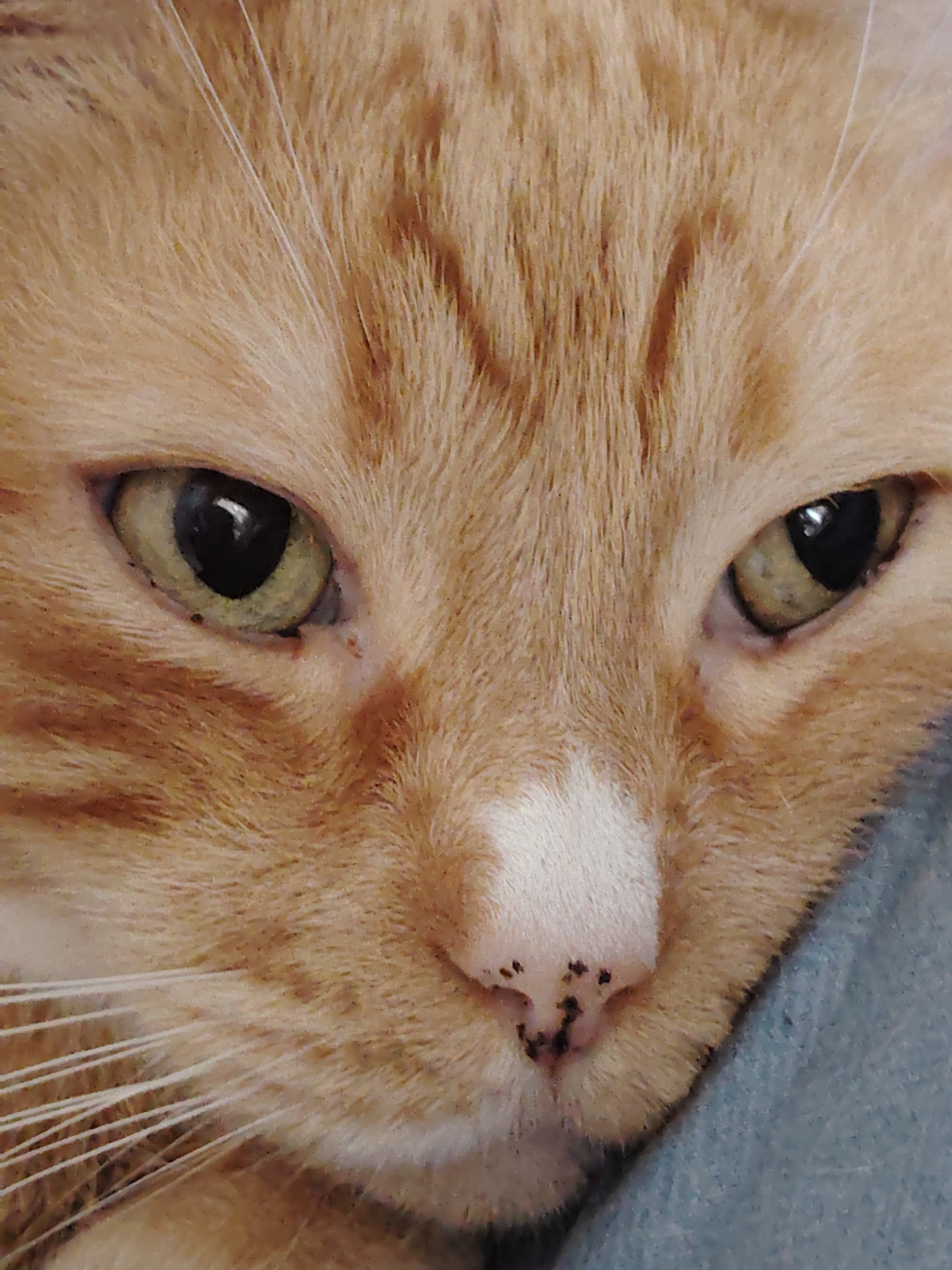 This is a close-up, eye-level, indoor photograph of an orange tabby cat's face. The cat is facing forward, with its eyes open and looking slightly to the left. The fur is a mix of orange and white, with distinct stripes on the forehead. The cat has green eyes and white whiskers. The background is out of focus and appears to be a soft, blue surface, possibly a blanket or upholstery. There is no indication of the cat's location in Kyiv, Ukraine, or any specific actions or interactions taking place. The image focuses solely on the cat's facial features.