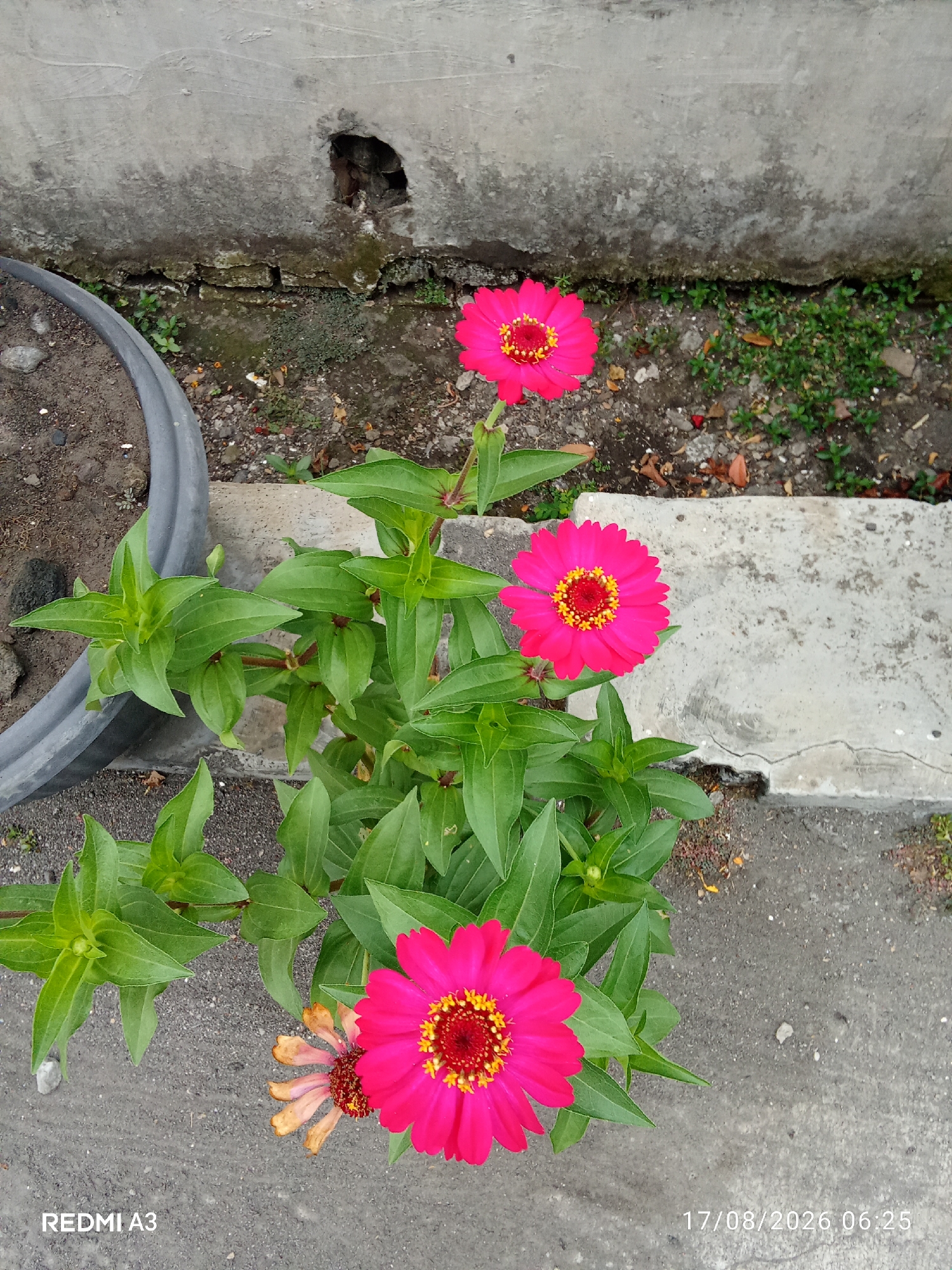 A close-up, high-angle shot captures a vibrant pink zinnia flower with a yellow center, fully bloomed and facing forward, surrounded by lush green foliage. Another pink zinnia, slightly faded and partially wilted, is visible to the left of the main flower. The flowers are in a pot, with the rim of the pot visible on the left. The background consists of a concrete wall with a dark, rough texture and a hole, and a grey concrete pathway with scattered pebbles and dry leaves. The environment appears to be outdoors, possibly a garden or a yard, located in Cemani, Indonesia. The bottom right corner displays a timestamp "17/08/2026 06:25" and "REDMI A3" in the bottom left corner.
