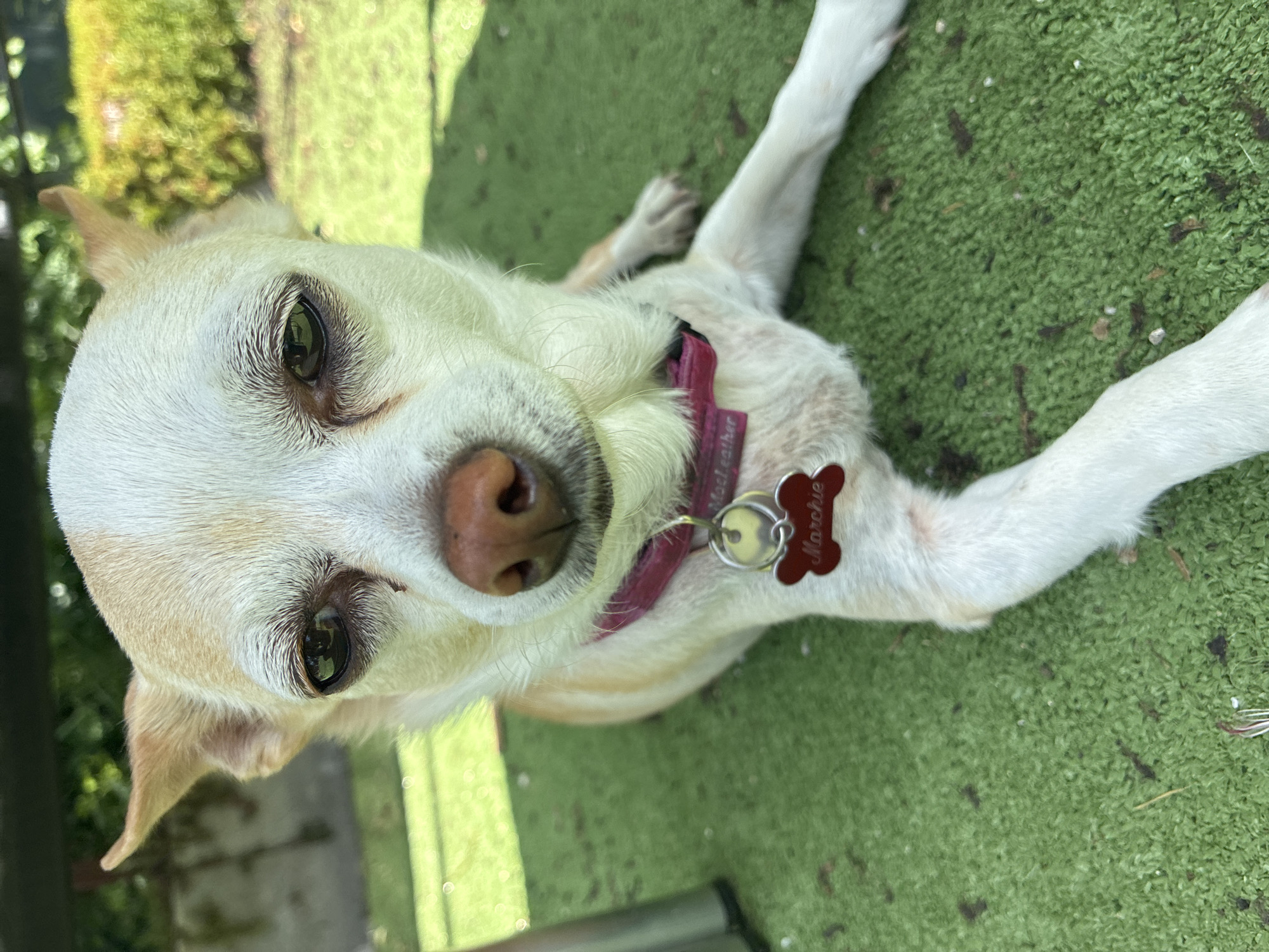A tan and white Chihuahua-type dog with a red bone-shaped tag labeled "Marchie" and a pink collar lies prone on a green artificial turf surface outdoors. The perspective is from slightly above, looking down at the dog's face. Part of a blurred tree or plant is visible in the upper left corner.