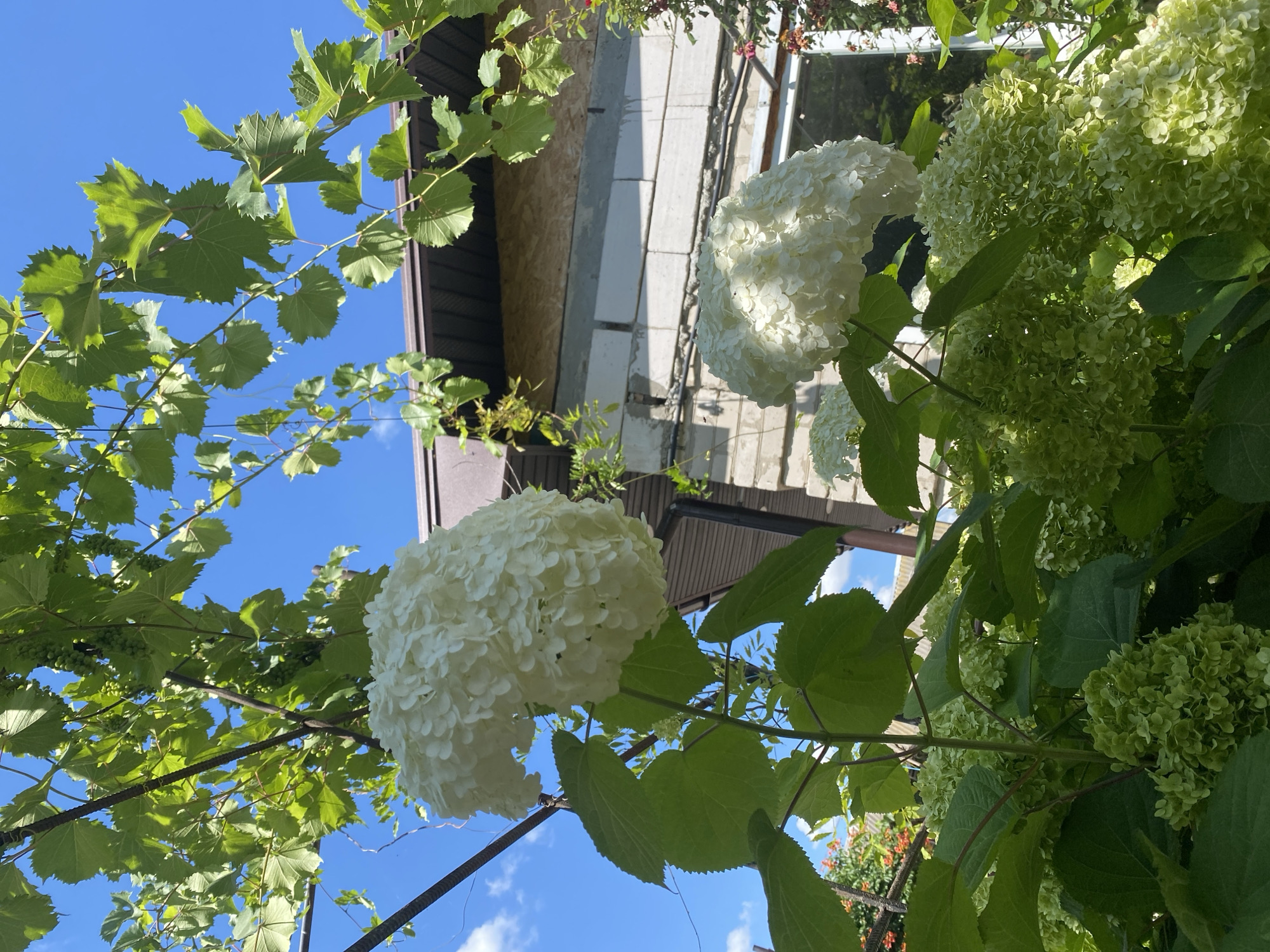 This image captures a close-up view of white hydrangeas blooming in front of a building with a brown roof and a wall constructed of cinder blocks. The hydrangeas are lush and full, with large clusters of white flowers and green leaves. The sky is a clear blue with a few scattered clouds. Green grapevines hang from a metal structure in the foreground, creating a natural canopy over the scene. The building appears to be a residential structure. The image was taken outdoors in what is described as Pletenyi Tashlyk, Ukraine, suggesting a rural or semi-rural setting. No people or animals are visible in the frame. The lighting indicates it is daytime, likely with bright sunlight based on the shadows and highlights.