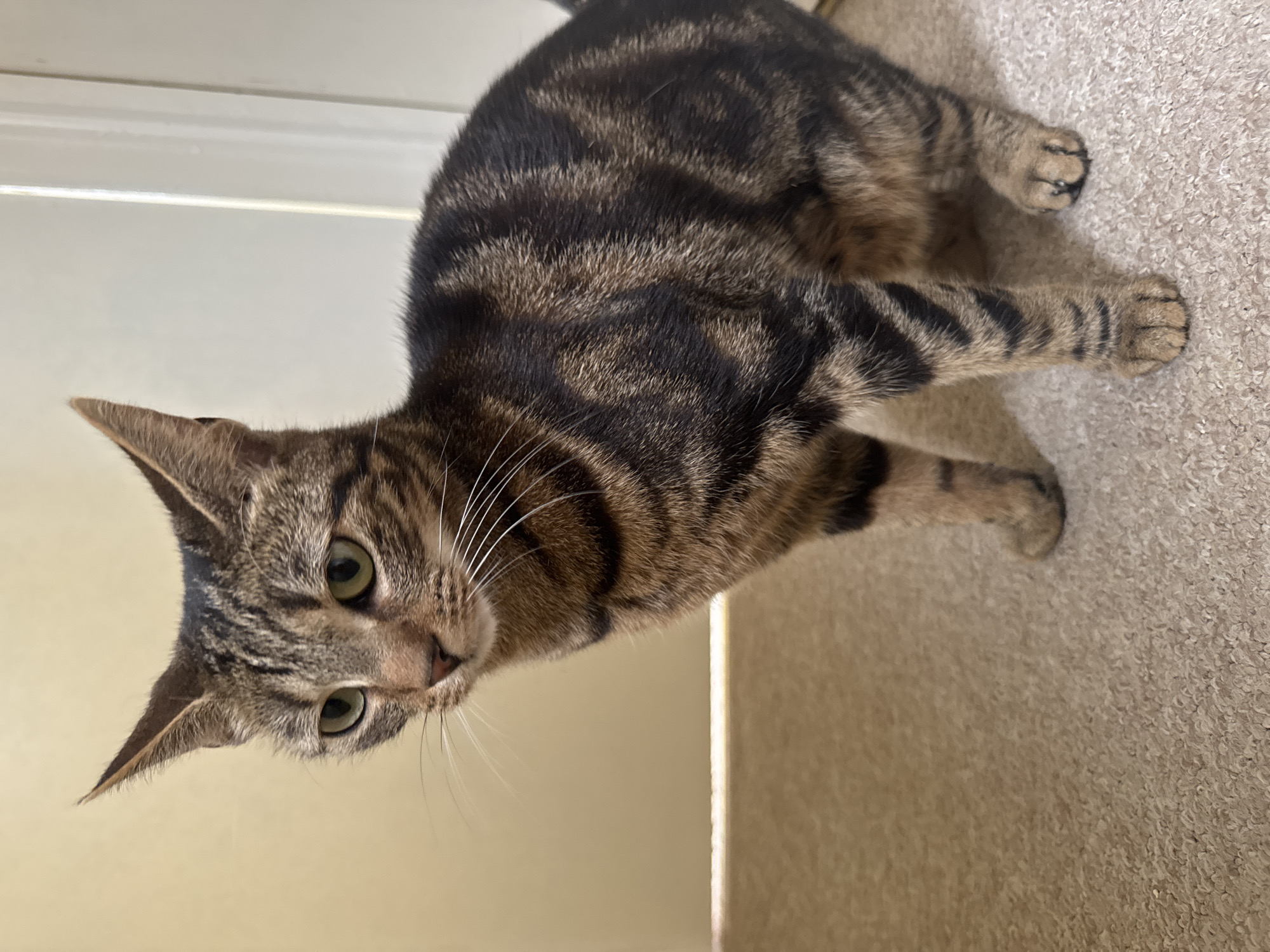 A brown tabby cat with green eyes is standing on a carpeted floor next to a white wall. The cat is looking towards the camera.