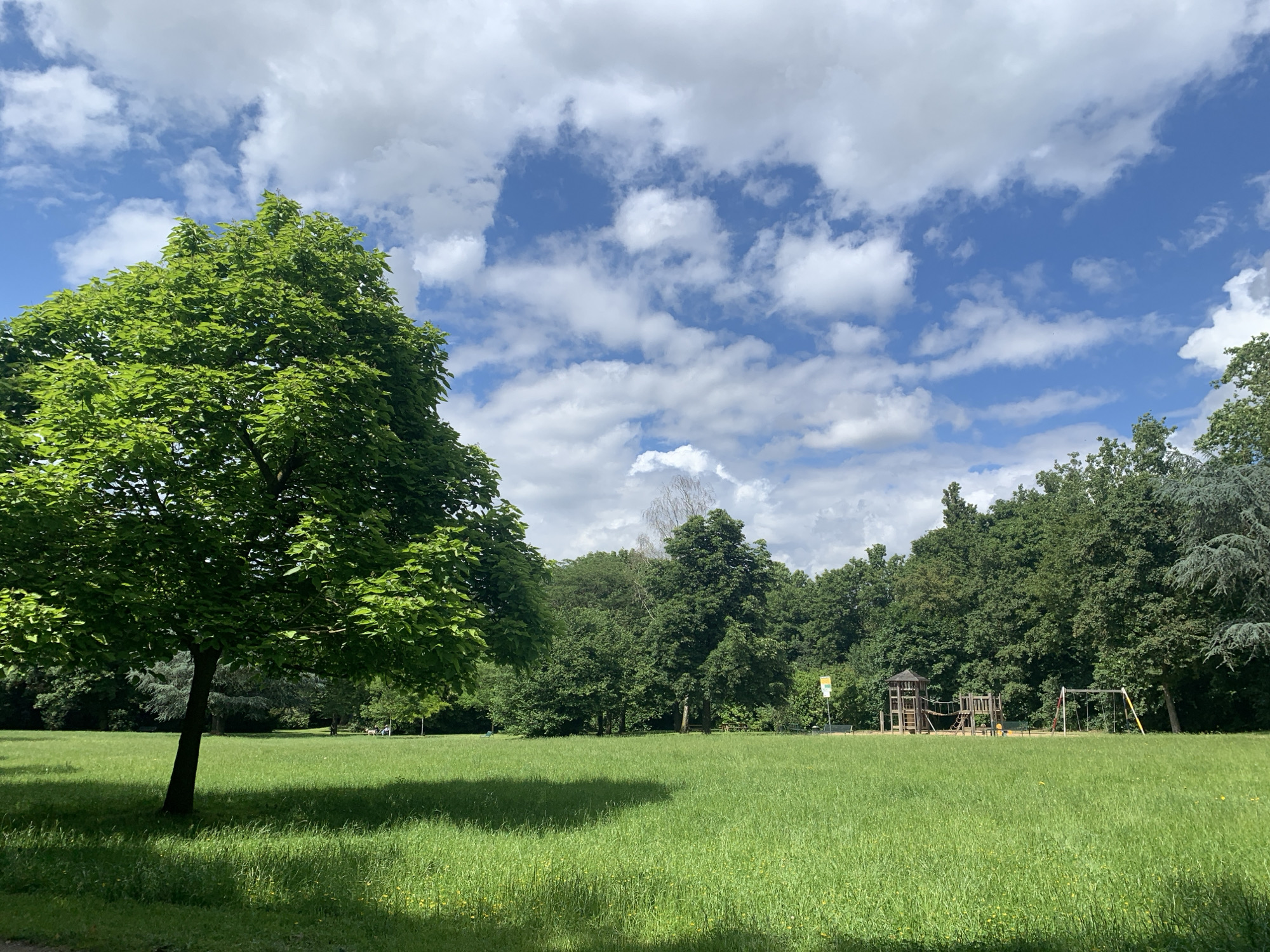 This outdoor photograph captures a serene park scene on a bright, sunny day. In the left foreground, a large, mature tree with abundant, vibrant green foliage stands prominently, its trunk dark against the sunlit grass. This tree casts a long, distinct shadow across the lush green field that fills the mid-ground, where the grass appears slightly long in places, with faint hints of small yellow wildflowers.
In the background, a dense line of various green trees forms a forest or wooded area, stretching across the entire width of the image. Towards the right-center, a children's playground is visible, featuring a wooden climbing structure with a tower and what appears to be a rope bridge, alongside a separate swing set. A partially obscured yellow signpost stands behind the playground equipment.
The sky above is a clear, bright blue, adorned with scattered, fluffy white cumulus clouds, indicative of fair weather. The direct sunlight casts sharp shadows, suggesting the time of day is likely late morning or early afternoon. There are no people or specific activities captured in the image, contributing to a tranquil and inviting atmosphere. No discernible text is visible on the distant signpost.