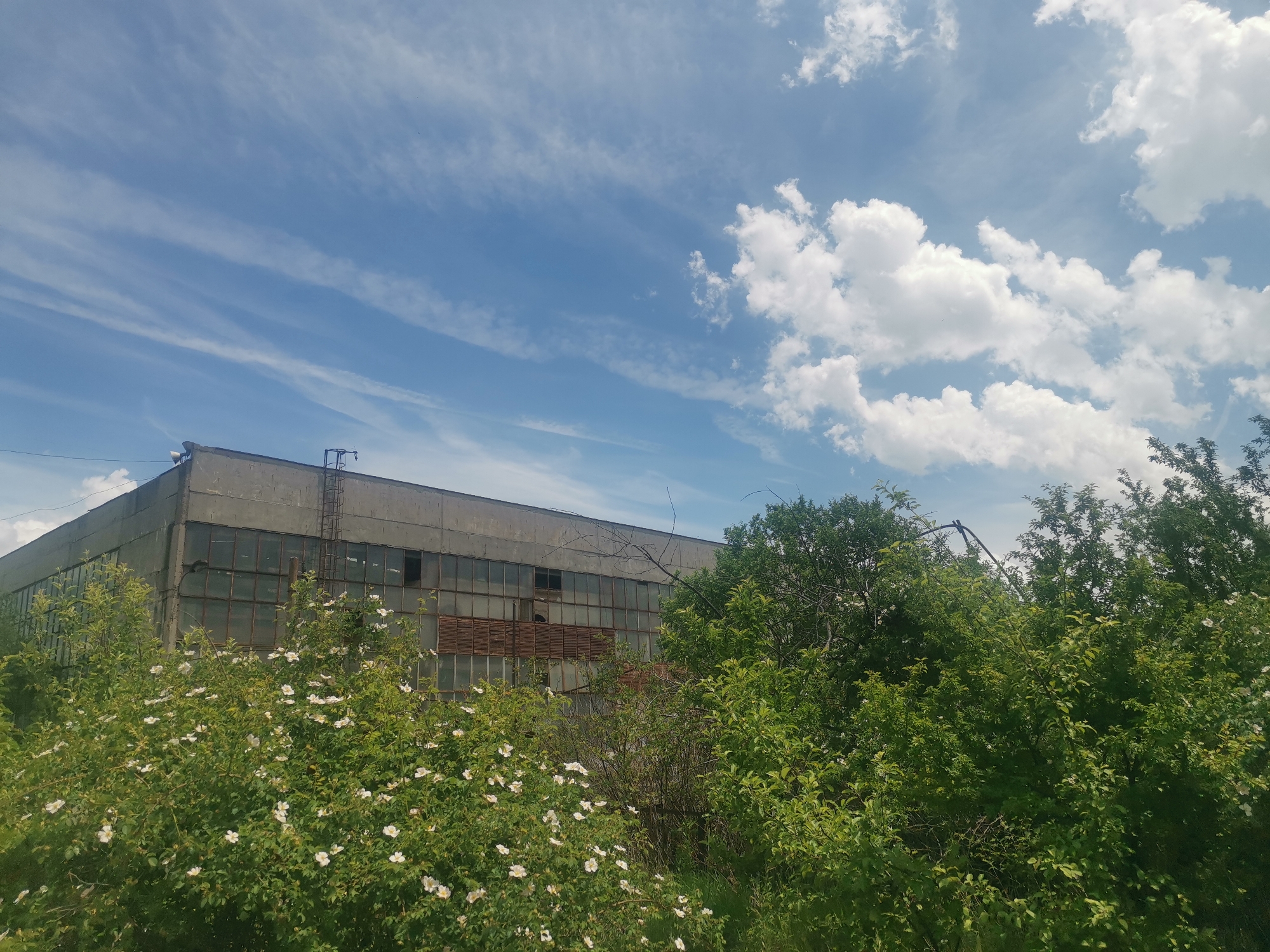 The image depicts an outdoor scene in Zhivkovo, Bulgaria, centered on a large, aging industrial building partially overgrown by vegetation. The building is constructed from concrete or a similar grey material, with a flat roof and numerous large windows along its visible facade. Many of these windows appear broken or boarded up, and a rusty metal ladder or fire escape extends up the right side of the building.
In the foreground and midground, lush green foliage dominates. On the left and center, a large bush covered in small white flowers, possibly wild roses, adds a vibrant contrast to the stark building. To the right, denser trees and shrubs further obscure parts of the structure.
The sky above is bright blue, filled with a variety of clouds. Long, wispy cirrus clouds stretch across the left and middle, while fluffier, white cumulus clouds are clustered on the right, indicating a sunny day with scattered clouds. No people or specific activities are visible, conveying a sense of stillness and natural reclamation. The scene suggests a disused or abandoned industrial site where nature has begun to take over. No discernible text is present in the image.