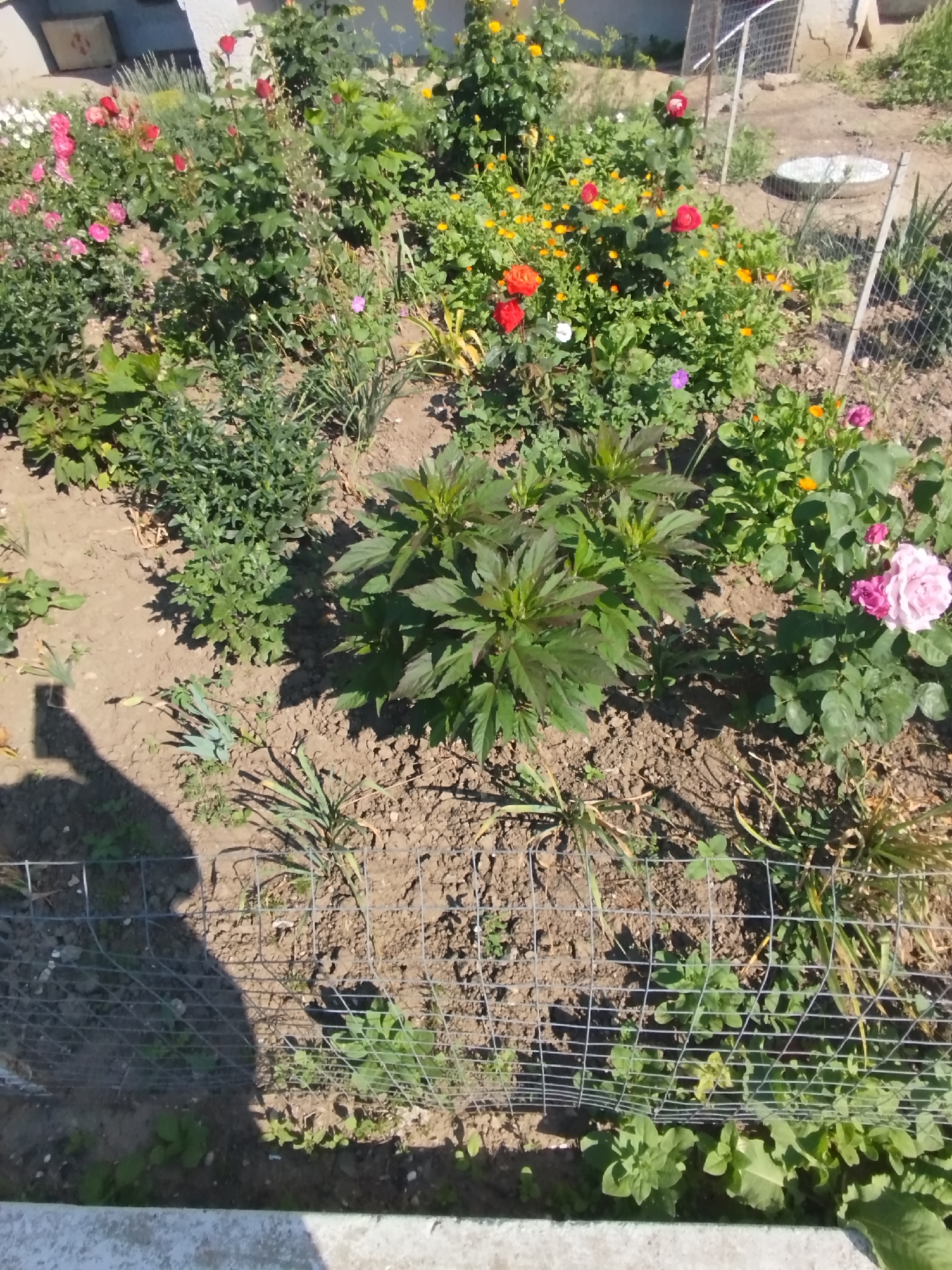 A medium-shot, eye-level outdoor shot captures a vibrant garden scene with a variety of flowers and plants. In the foreground, a metallic mesh fence runs horizontally across the image, partially obscuring the ground and lower portions of the plants. A prominent shadow of a person, cast from the left, is visible on the soil, suggesting the photographer's presence.
The garden itself is a rich tapestry of green foliage and colorful blooms. Pink roses and red roses are abundant, interspersed with smaller yellow and orange flowers, likely marigolds or calendula. A large, light pink rose with darker pink edges stands out on the right side of the frame. In the center, a dark-leaved plant with multiple budding shoots is a focal point. Other smaller green plants and weeds fill the spaces between the more prominent flora. The soil is predominantly brown and dry, indicating a sunny day.
In the background, a light-colored building with a visible window and some white fencing can be seen. A circular white object, possibly a dish or birdbath, sits on the ground to the right of the building. The overall impression is that of a well-tended, albeit somewhat wild, garden in a residential or suburban area. The lighting suggests it is daytime, with the sun casting strong shadows.