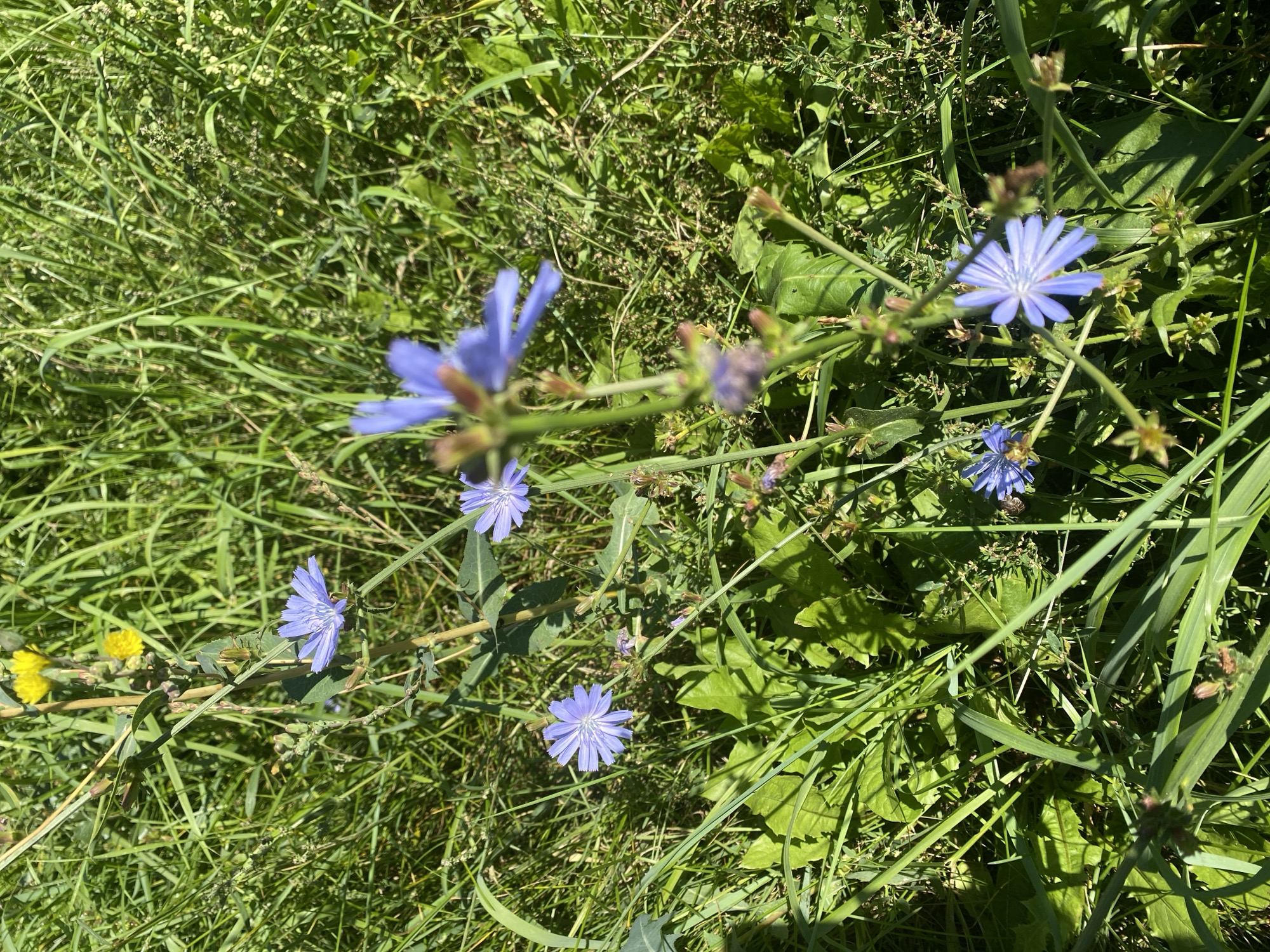 The image shows a close-up view of several blue chicory flowers blooming amidst tall green grass. The flowers are the primary subjects, with their delicate, star-shaped petals clearly visible. Some of the flowers are in full bloom, while others are still buds. The surrounding environment is a natural setting with a variety of grasses and some yellow flowers in the background, indicating an outdoor scene. The lighting suggests it is a sunny day. The image is taken from a slightly elevated angle, looking down at the flowers. There are no people or man-made objects visible in the frame. The context of Ivanteyevka, Russia, suggests this scene is likely from a park, field, or natural area within or near the city.