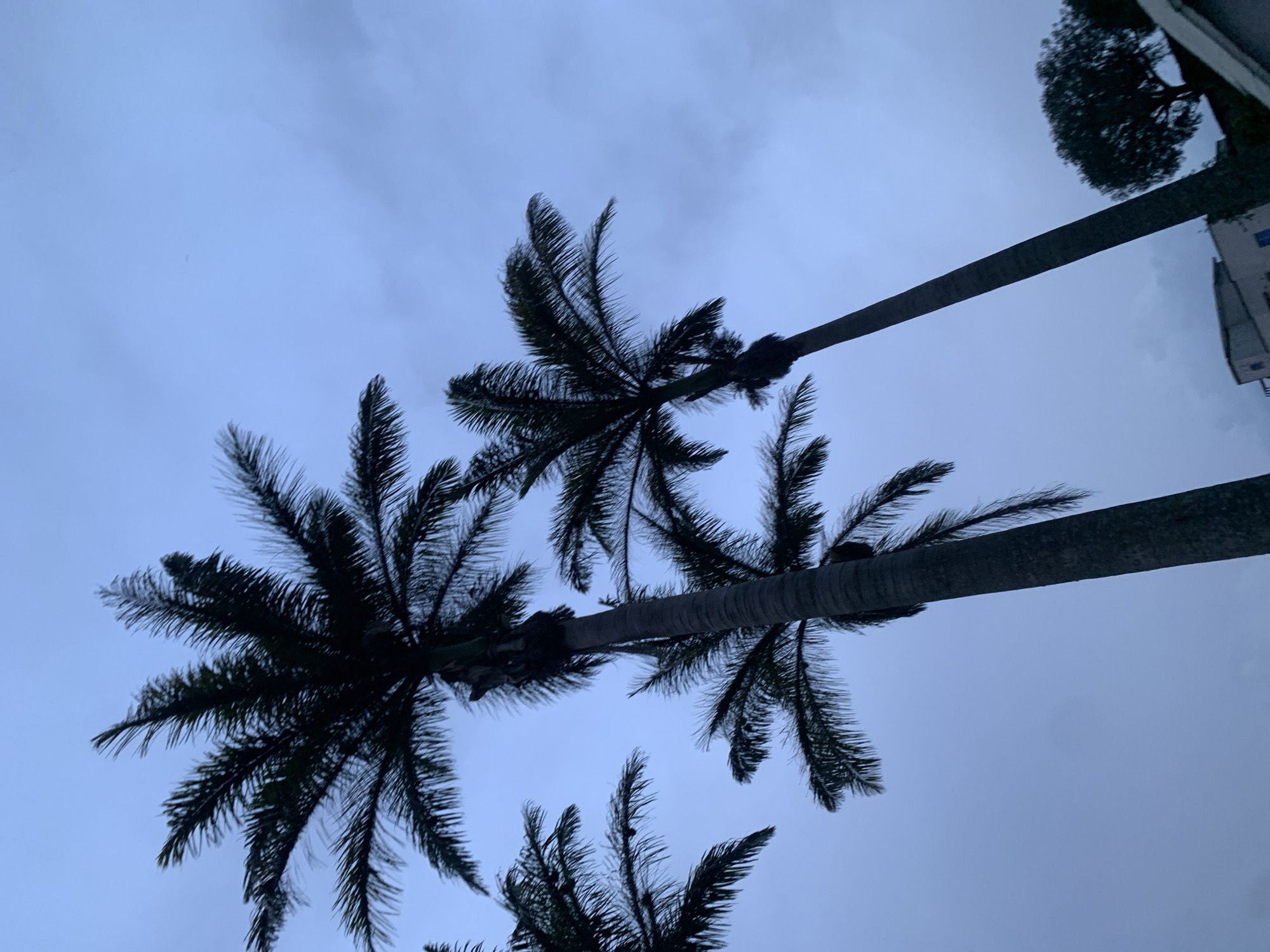 The image shows several palm trees silhouetted against a cloudy, dusk sky. The palm trees are tall and slender with fronds extending outwards. Some of the palm trees are in focus, while others are slightly blurred. In the background, there are some buildings and a single tree. The lighting suggests it is either early morning or late evening. The location is identified as Jos, Nigeria.