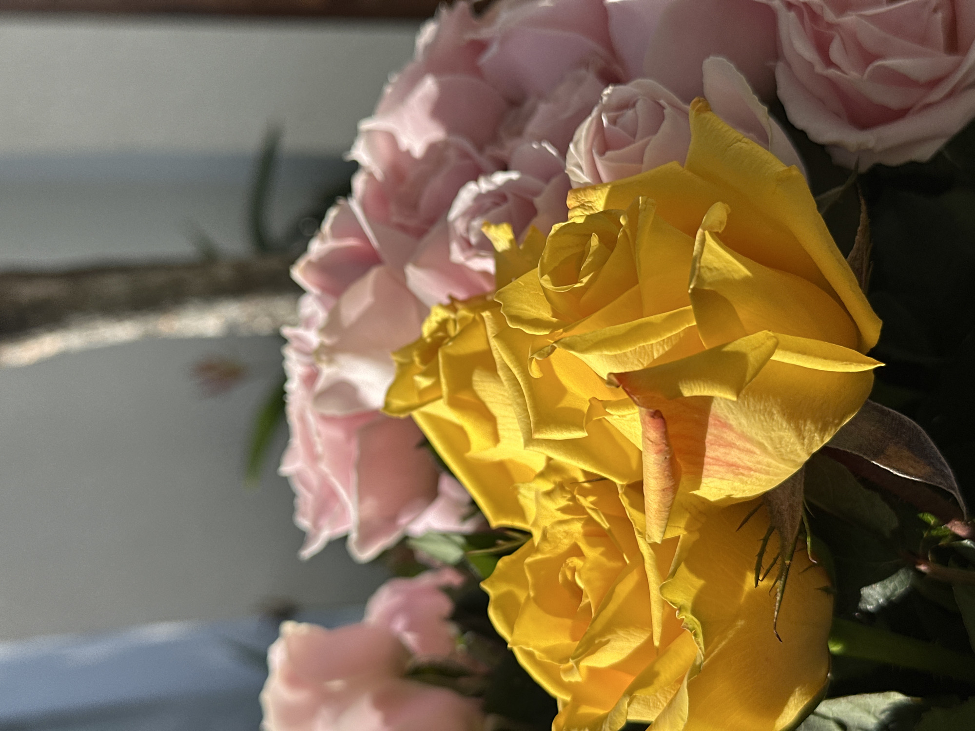 A close-up photograph showcases a bouquet of roses with a shallow depth of field. The subjects are primarily the flowers themselves, with a prominent arrangement of yellow roses in the foreground, their velvety petals catching the sunlight. Behind them, a cluster of soft pink roses is visible, slightly out of focus, creating a layered effect.
The lighting suggests it is daytime, possibly morning or late afternoon, given the warm, directional quality of the light that highlights the textures and curves of the petals. Shadows are cast, adding depth and contrast to the scene. The background is softly blurred, providing a neutral, unobtrusive setting that allows the vibrant colors of the roses to stand out. There are some dark green leaves and stems also visible amongst the flowers, adding to the natural composition.
There are no people or animals in the image. The focus is purely on the beauty and detail of the floral arrangement. The image conveys a sense of natural beauty and perhaps a feeling of tranquility or appreciation for the flowers. The hints provided do not reveal any text within the image. The context of North Kuta, Indonesia, does not offer specific visual cues within this close-up shot of the flowers.