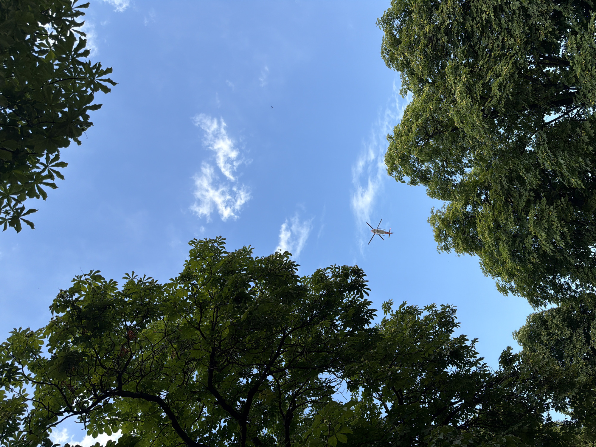 This low-angle shot captures a clear blue sky with scattered white clouds, viewed from beneath the canopy of lush green trees. The foliage of two large trees frames the sky, one on the left and one on the right, with their branches extending inward. In the upper right quadrant of the sky, a helicopter with red accents can be seen in flight. The lighting suggests it is daytime, likely late morning or early afternoon, with the sun filtering through the leaves. The scene evokes a sense of calm and openness, with the natural setting of trees and sky. There is no visible text in the image. The location context is Sofia, Bulgaria.