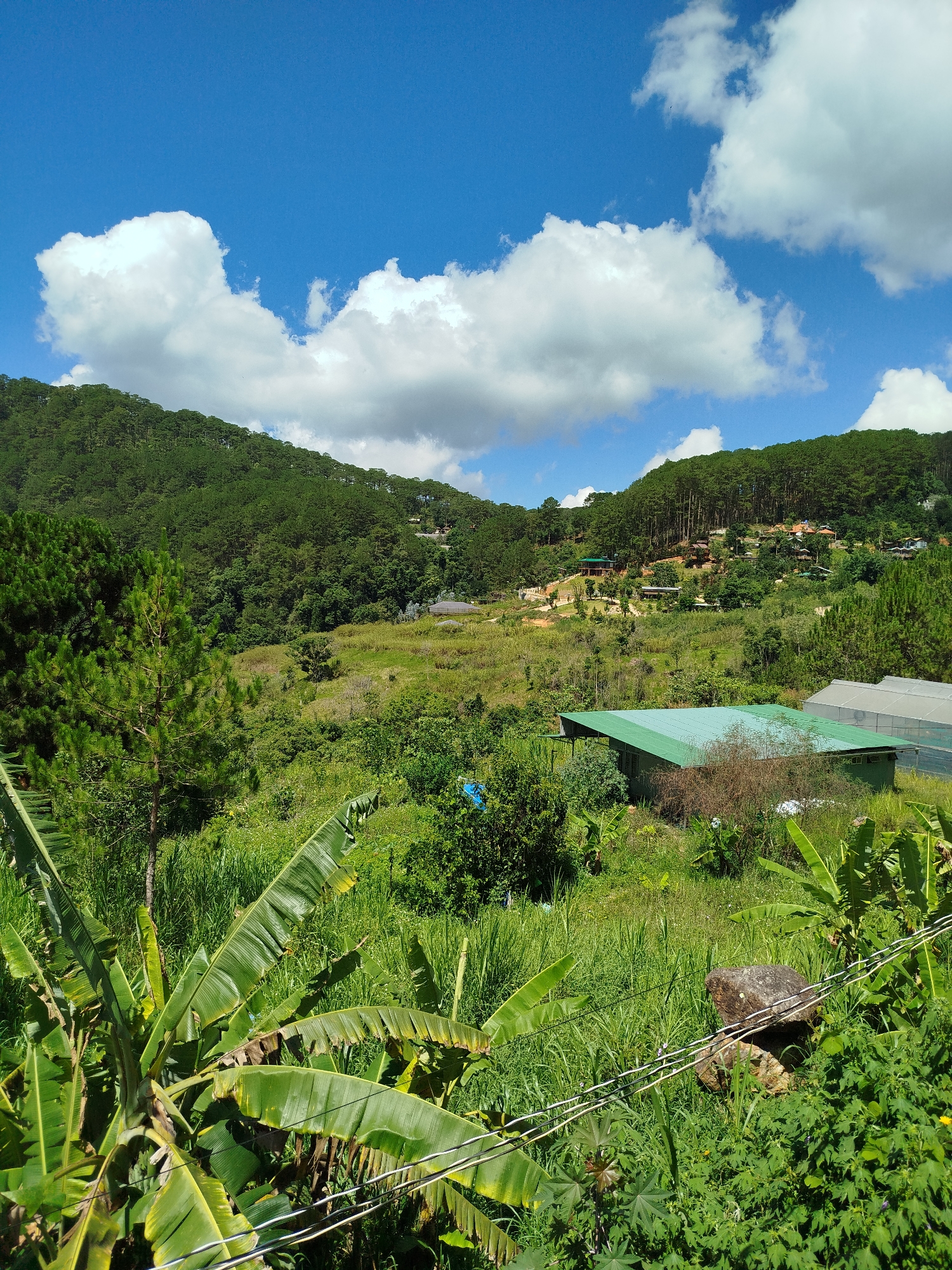 The image depicts a landscape in Da Lat, Vietnam, characterized by rolling hills and lush vegetation. The sky is bright blue with scattered white clouds. Two hills covered in dense pine forests are visible in the mid-ground. Scattered structures, possibly houses or buildings, are nestled among the trees on the hillsides.
In the foreground, there is a vibrant mix of plants, including banana trees, grasses, and other leafy vegetation. A building with a green roof is partially visible among the plants. Powerlines run across the bottom of the frame. A large rock sits amidst the foliage. The scene suggests a rural or semi-rural setting within the Da Lat region.