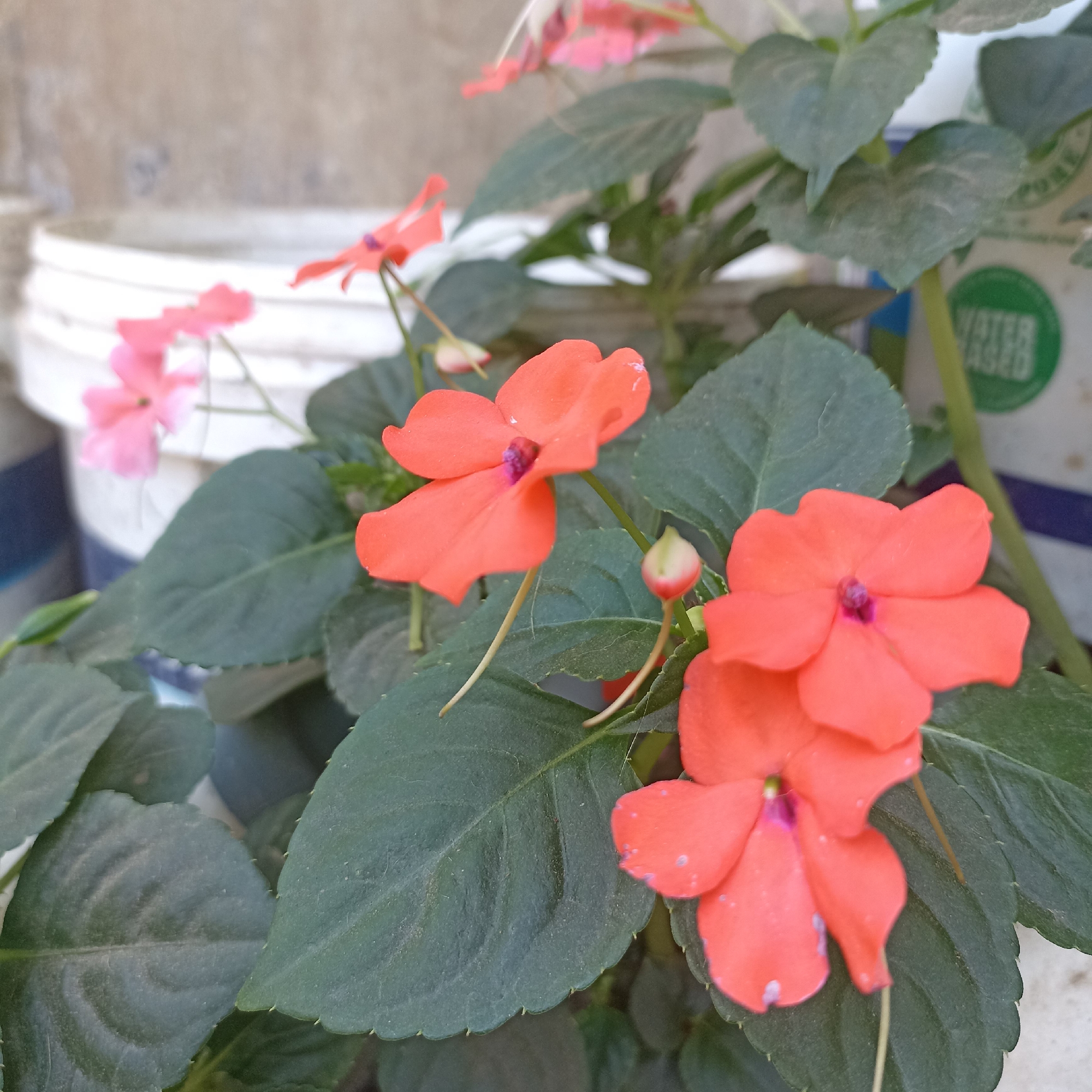 The image shows a close-up of impatiens flowers with vibrant orange petals and dark green leaves. In the background, out of focus, are white buckets and a light-colored wall. The scene appears to be an outdoor setting, possibly a garden or a street corner in Magelang, Indonesia, given the typical houseplants found in residential areas there. The lighting suggests it is daytime. No people are visible in the frame.