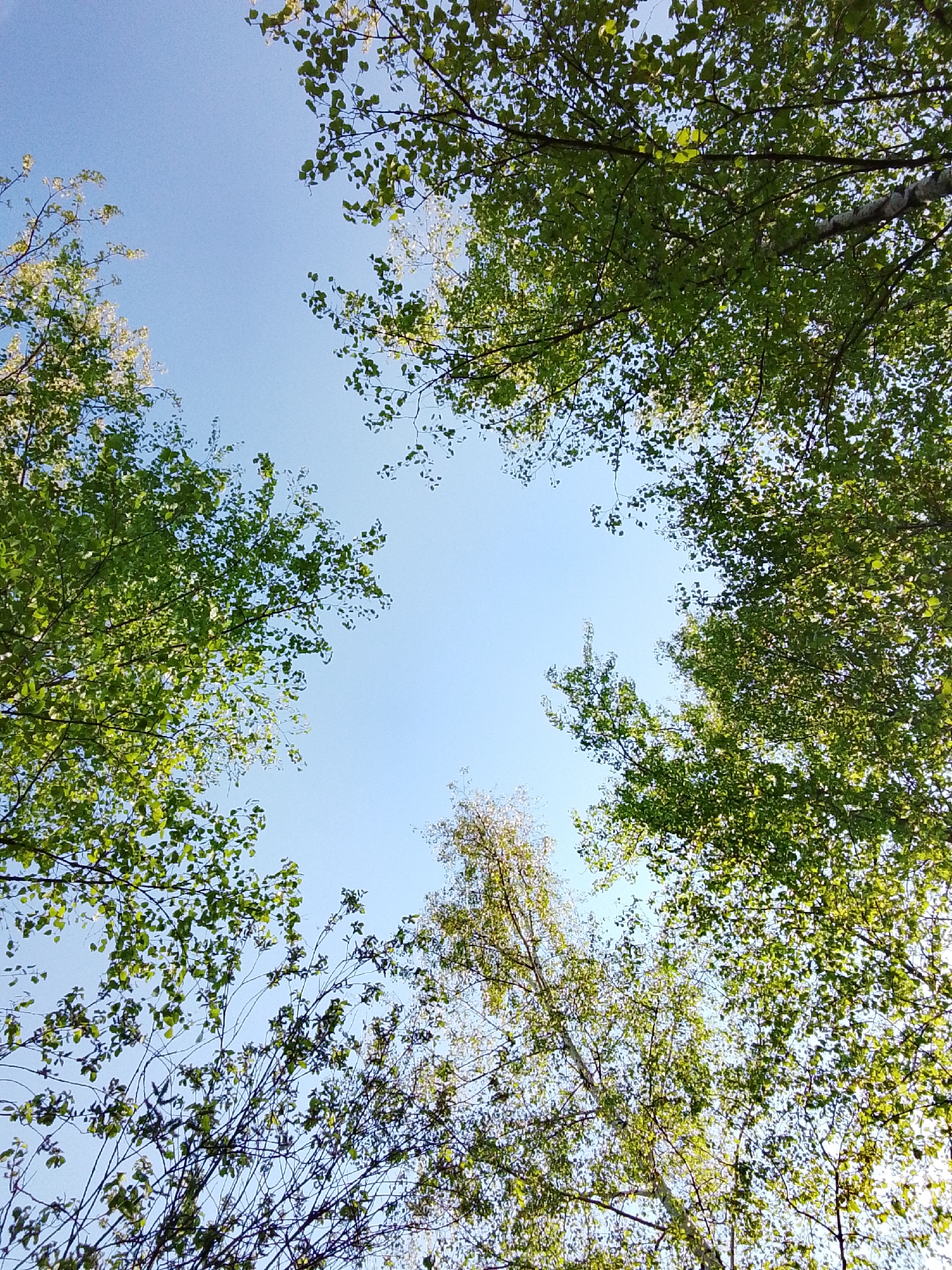 The image shows a view looking upward through the branches and leaves of trees towards a clear, light blue sky. The trees surround the periphery of the frame, creating an open space in the center filled with sky. The leaves are predominantly green, with some variations in hue suggesting different tree types or maturity. Branches are visible throughout, with varying thicknesses and densities. The perspective indicates the photo was taken from a ground-level position, looking straight up. The location is unknown.