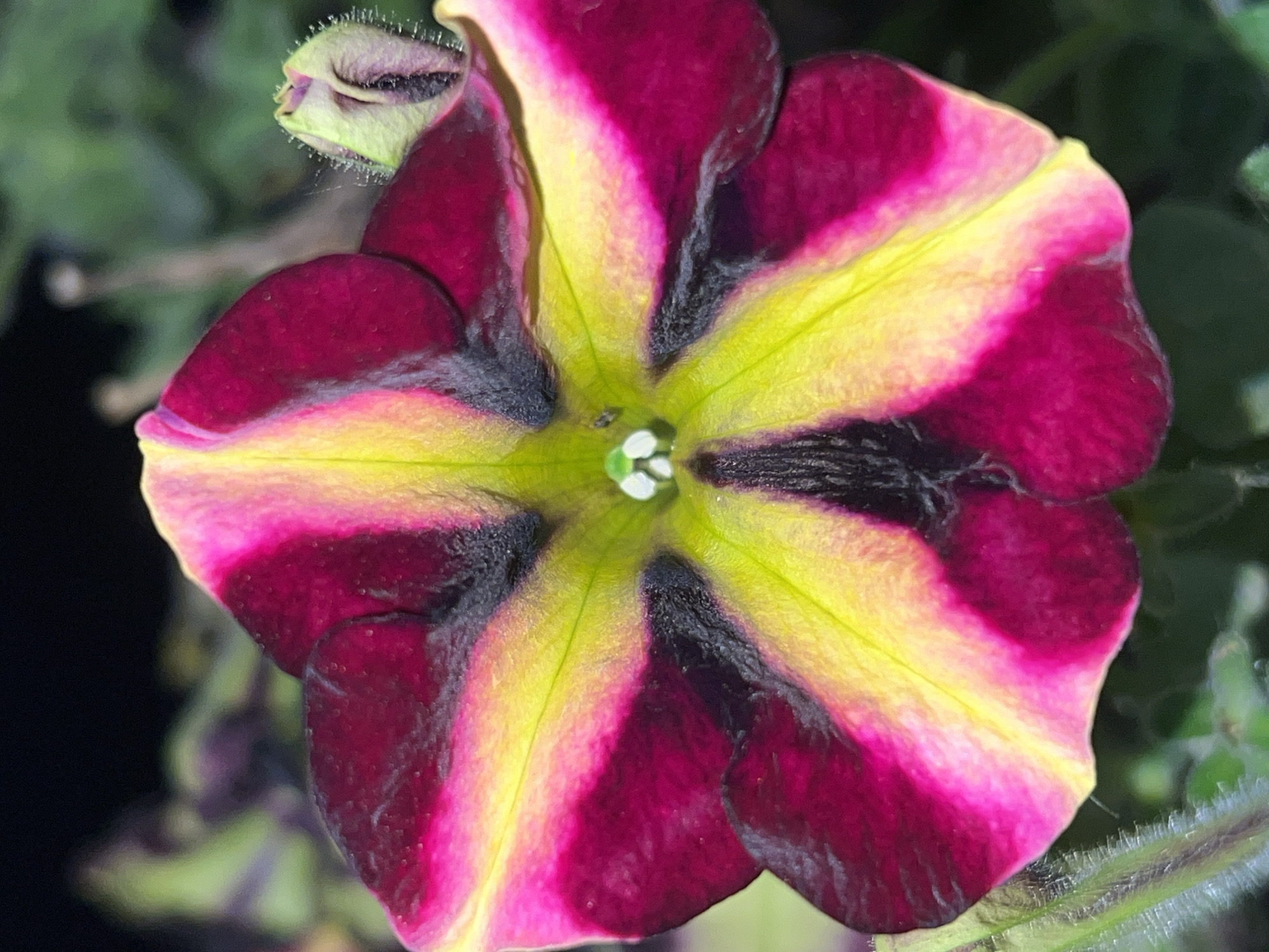 A close-up, macro photograph captures the intricate details of a vibrant petunia flower in bloom. The flower exhibits a striking bicolor pattern, with deep magenta petals radiating outwards from a bright yellow center. Dark, almost black, markings are interspersed between the magenta and yellow stripes, adding depth and complexity to the bloom. The center of the flower reveals its reproductive parts, with delicate white stamen clearly visible. The petals have a velvety texture, with fine lines and slight imperfections that are highlighted by the macro lens. To the left of the main bloom, a bud or calyx of the same flower is partially visible, its pale green hue and fuzzy texture contrasting with the vivid colors of the open flower. The background is softly blurred, with hints of green foliage and dark areas suggesting an outdoor setting, possibly a garden. The lighting appears natural, with soft illumination that emphasizes the flower's colors and textures. There is no visible text in the image. The scene evokes a sense of natural beauty and the delicate intricacies of plant life.