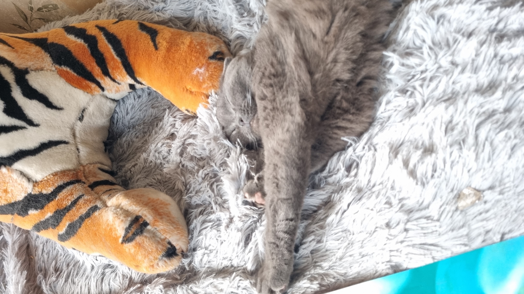 A plush toy tiger is positioned on a fluffy grey rug. A gray cat is sleeping on the rug next to the toy tiger, with its paws extended. The scene is indoors, likely a home, in the city of Vysokoe, Russia.