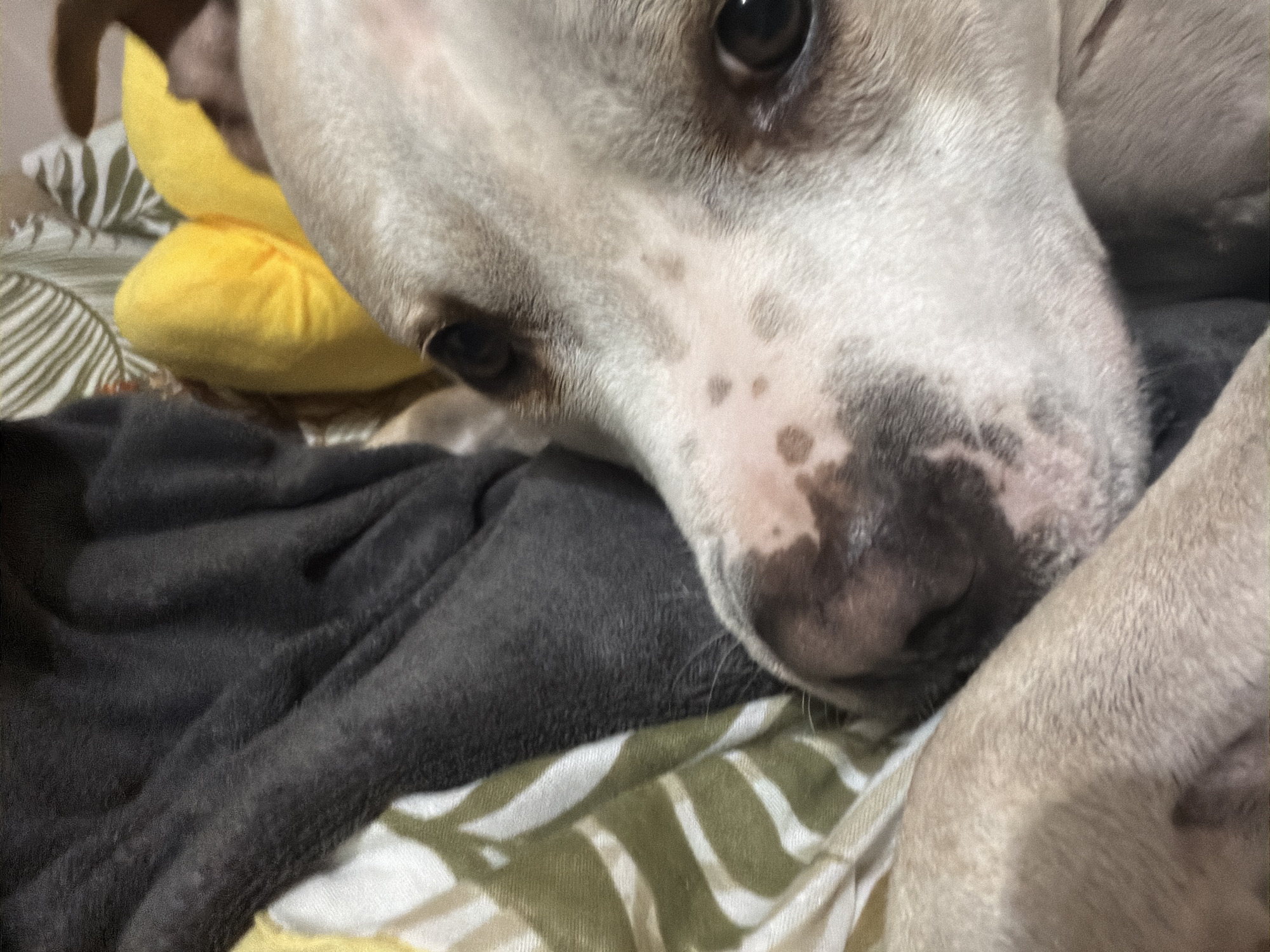 A close-up image shows the face of a white dog with dark spots on its nose and a dark-colored right eye. The dog's head is resting on a folded, dark grey blanket. A yellow object, possibly a plush toy, is visible near the left side of the dog's head. The background includes a patterned fabric with green and white stripes. The location is not discernible from the visual information provided.