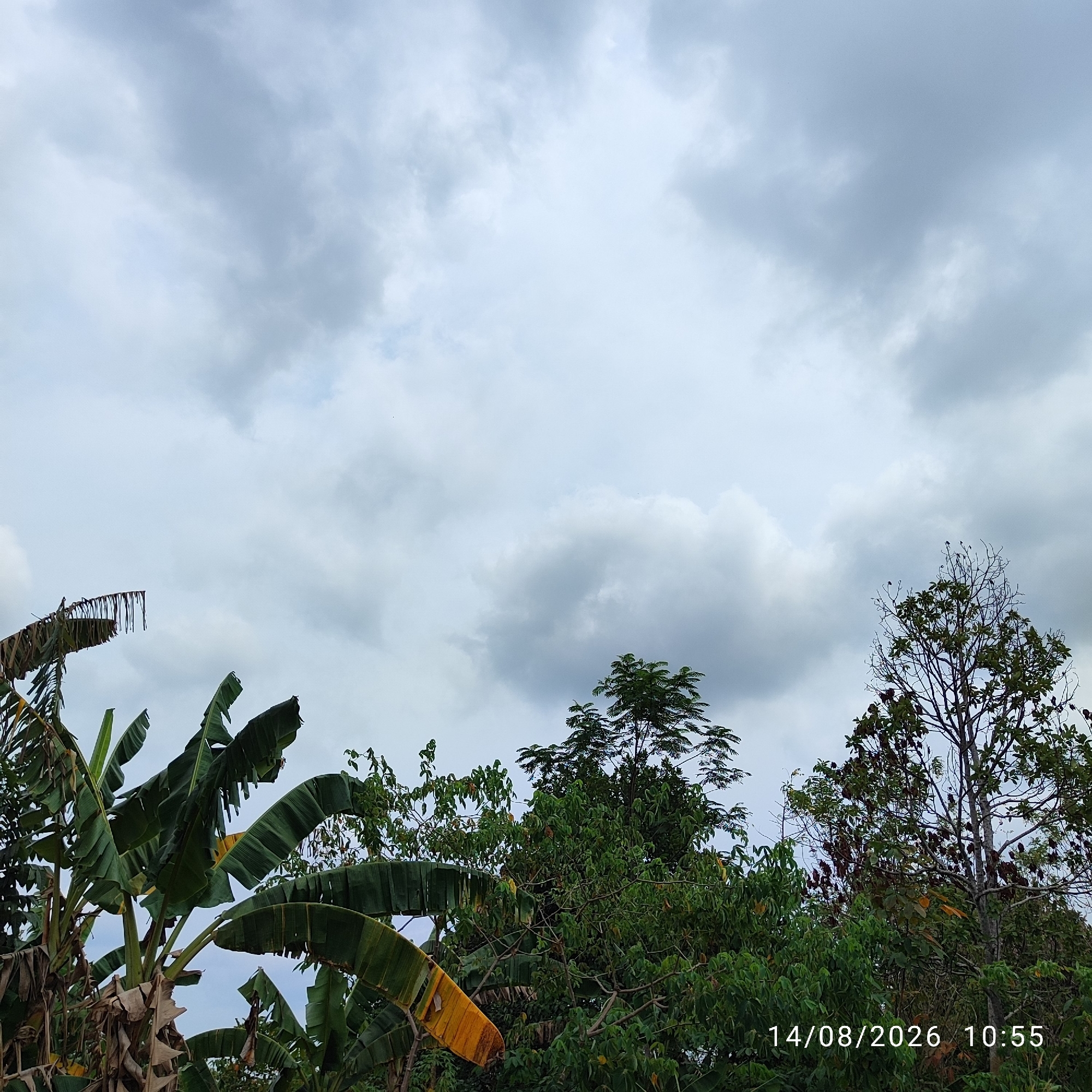 The image captures an outdoor scene in Unknown, Indonesia, featuring a dense canopy of trees and banana plants against a cloudy sky. In the foreground, several banana plants are visible, with their characteristic large green leaves and some dried, tattered brown leaves. To the right, a tall tree with a full crown of green leaves stands prominently, and another tree with sparser foliage and visible branches is also present. The sky is overcast with various shades of gray and white clouds, suggesting a cloudy or possibly rainy day. A timestamp overlay reads "14/08/2026 10:55" in the lower right corner. No people or animals are visible in the frame.