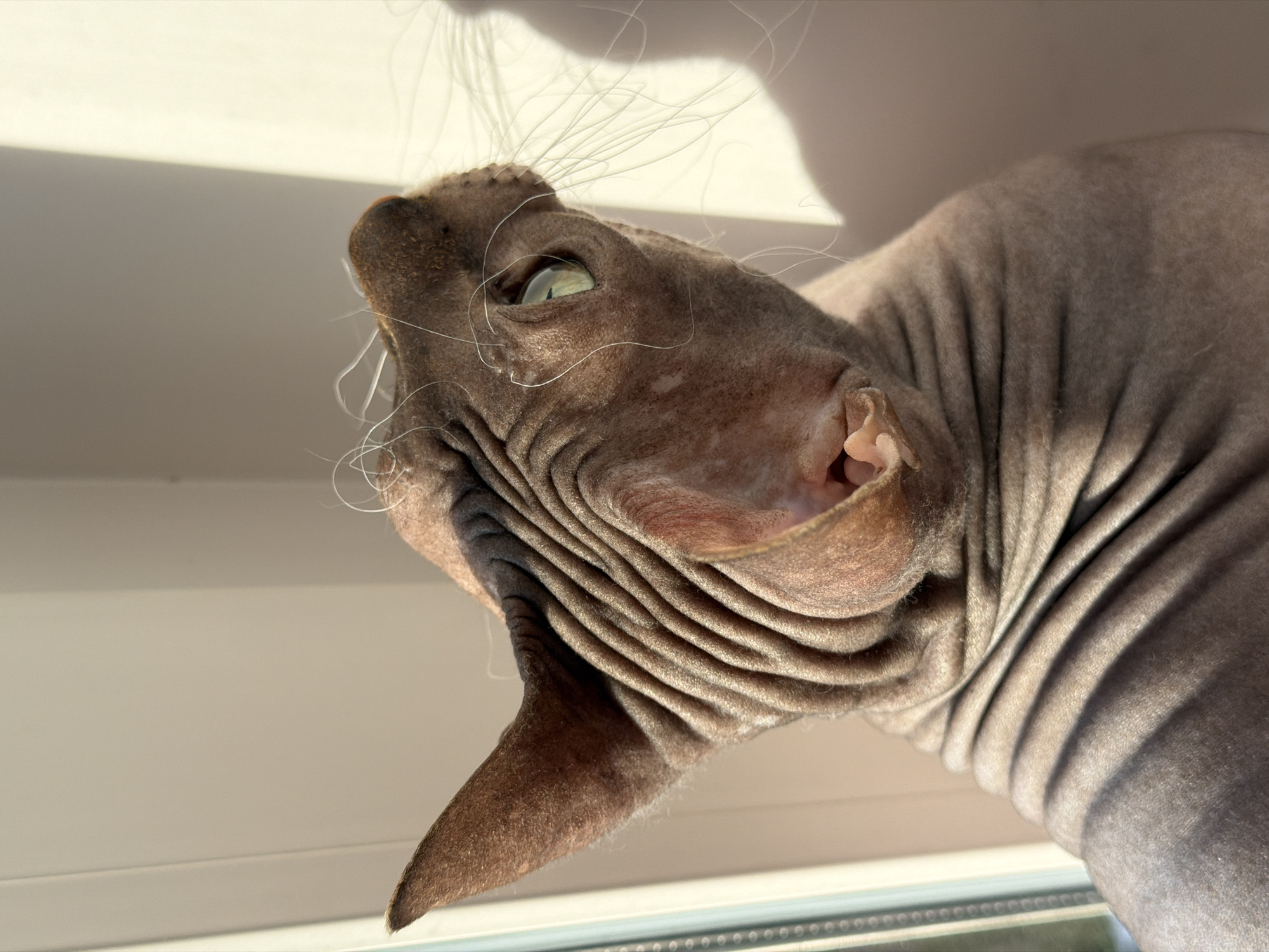 A close-up, high-angle shot captures a Sphynx cat's head and upper body, looking intently upwards and to the left. The cat, with its characteristic hairless, wrinkled skin of a brownish-grey hue, is illuminated by strong natural light, casting distinct shadows that accentuate the deep folds around its neck and face. Its right eye, displaying a greenish tint, is wide open and appears alert or curious, focused on something above and beyond the frame. Prominent white whiskers extend from its snout, catching the sunlight. The cat's large, pointed left ear is partially visible at the bottom of its head. In the background, a light-colored, plain surface, possibly a wall or ceiling, shows a clean shadow line, indicating a strong light source from the upper left. A window sill or frame is visible at the very bottom edge of the image, suggesting the cat is positioned indoors near a window. The bright lighting indicates it is daytime, likely a sunny morning or afternoon. No text is visible in the image. This scene was captured in Izhevsk, Russia.