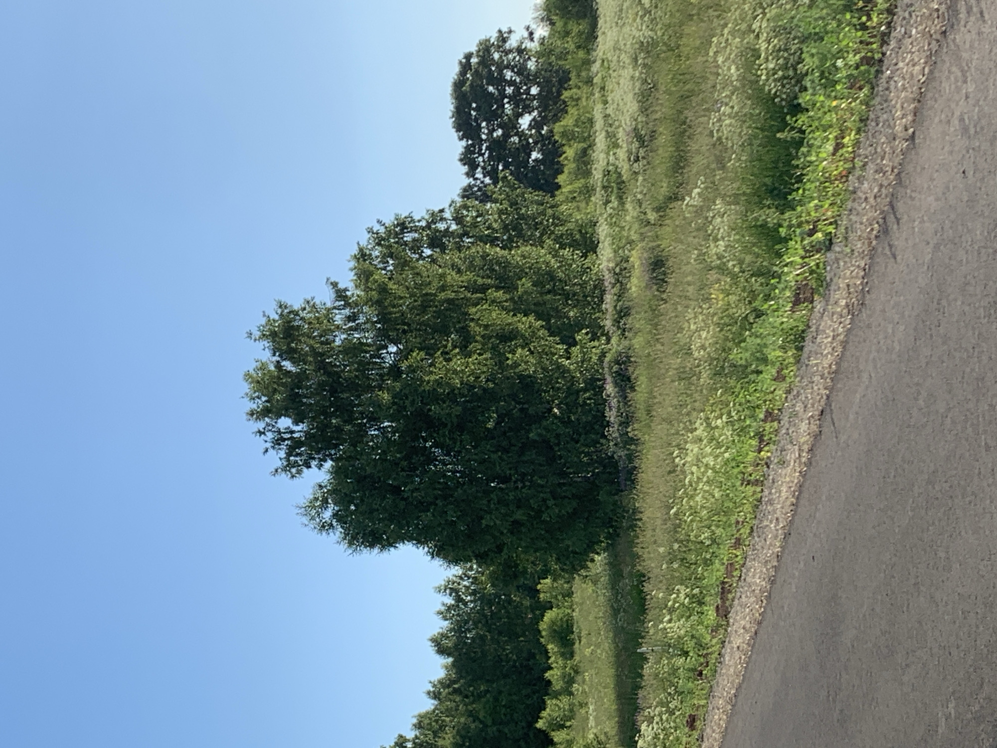 This is a full, eye-level, medium shot of a rural landscape in the city of Svyatitsa, Russia, on a clear day. In the foreground, the edge of a paved road is visible, with a gravel shoulder bordering a grassy field. The field is filled with tall green grass and dotted with white wildflowers. A large, bushy green tree stands prominently in the middle ground, with a line of dark green trees forming a forest in the background. To the right of the large tree, another, darker green tree with a wider canopy is visible. The sky is a clear, bright blue. There are no people or animals present.