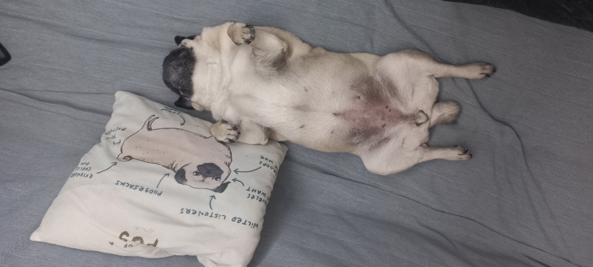 A fawn-colored pug is lying on its back atop a light gray bed sheet, partially resting on a white pillow. The pillow features a cartoon rendering of a pug's face. The pug's belly is exposed, revealing dark spots. The pug's paws are curled upwards. The background is a plain, light gray fabric. The location cannot be determined as Chaikovsky, Russia, since there is no contextual information in the image to confirm this.