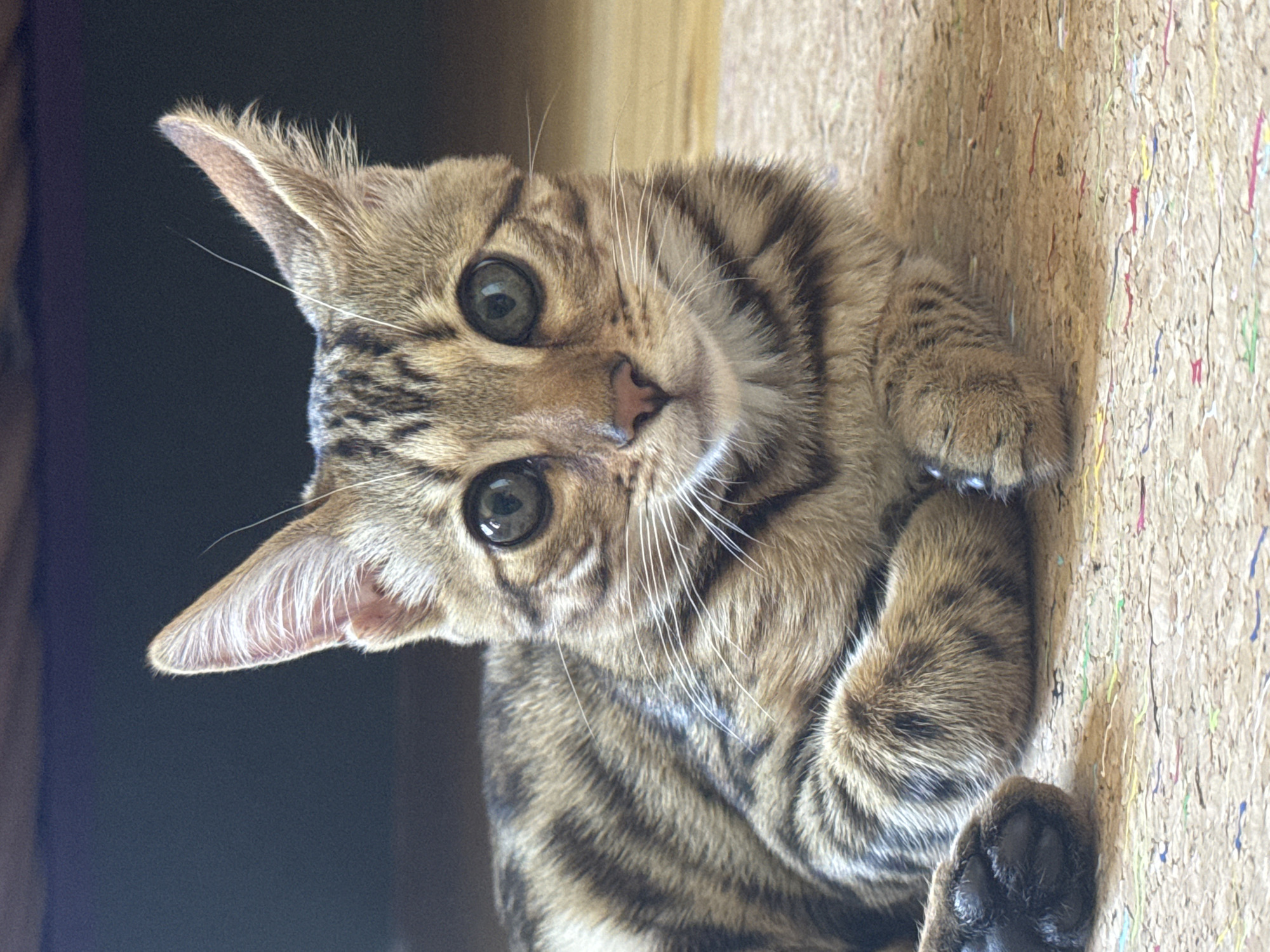 A close-up, eye-level shot features a young tabby cat lying down indoors. The cat is positioned in the center of the frame, facing the camera with its paws tucked underneath. Its fur displays a classic tabby pattern of brown and black stripes. Large, dark green eyes are prominent, reflecting light. The cat's ears are large and pointed, with fine hairs around the edges. The background is blurred, with a dark, out-of-focus area behind the cat and a lighter, wooden-toned surface beneath. The foreground shows a textured, light-colored mat with multicolored flecks. No people are visible in the image.