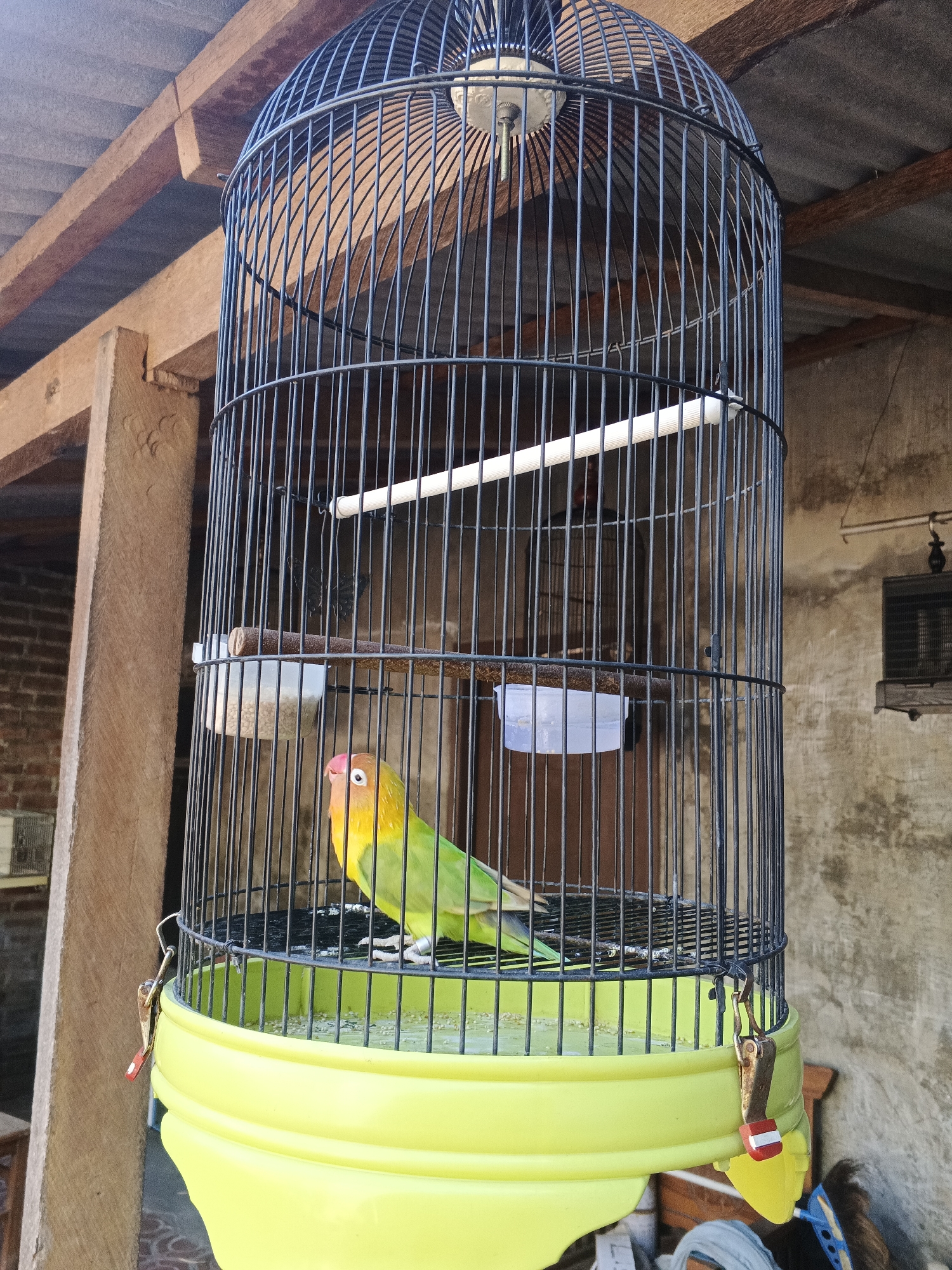 A close-up, low-angle shot captures a small, brightly colored lovebird perched inside a black metal birdcage. The bird has a predominantly green body, a yellow chest and head, and a pinkish-red face. It is standing on a perch, with a food dispenser containing seeds visible behind it. The cage itself has a bright yellow base and a black wire structure. The background suggests an outdoor setting, possibly a backyard or patio area. Wooden beams and a weathered concrete wall are visible. The image appears to have been taken in Kemangsen, Indonesia, as indicated by the provided location. The lighting is natural and somewhat diffused, casting subtle shadows. There are no humans or animals other than the bird in the frame.