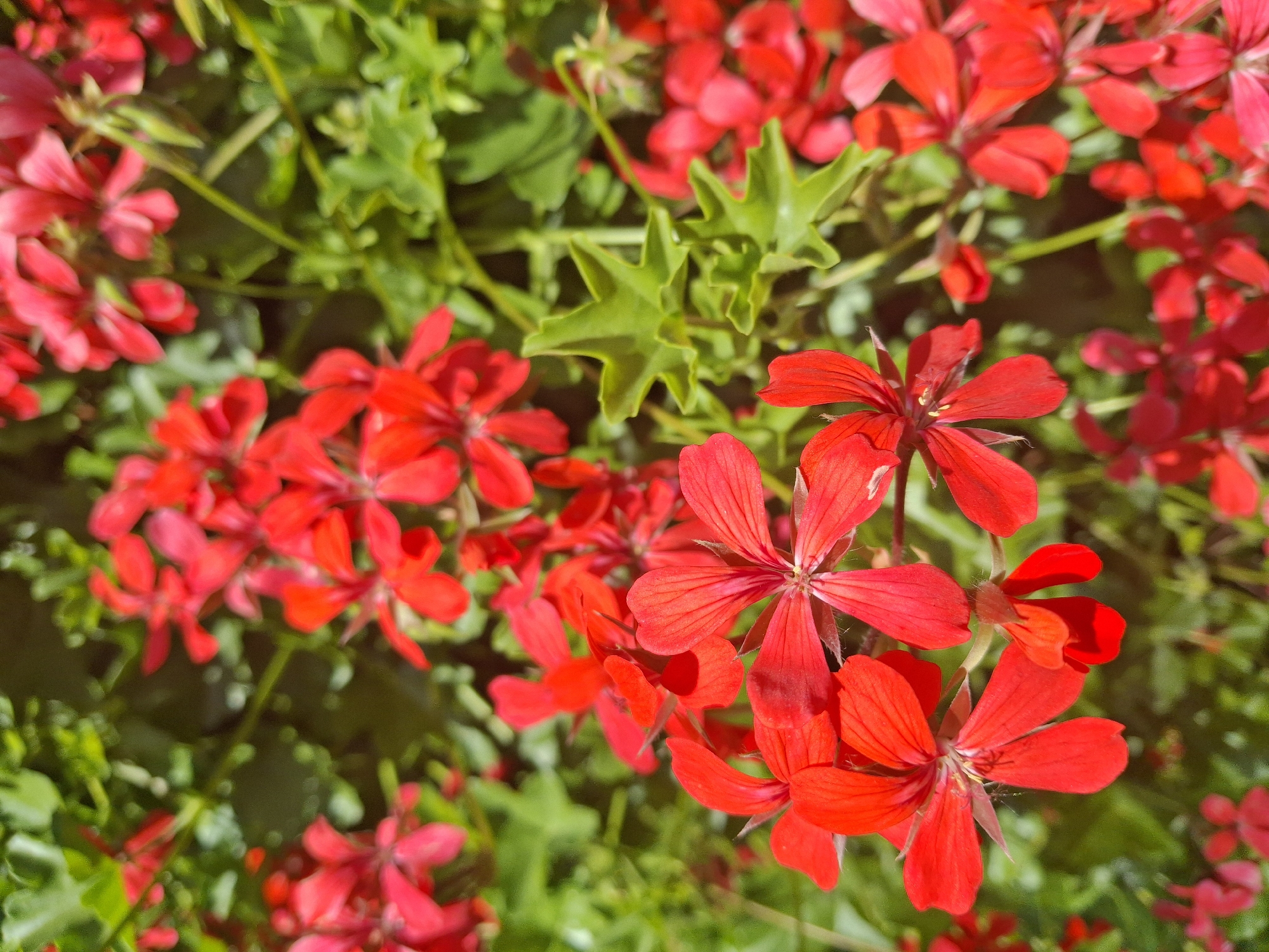 A dense collection of red geranium flowers with some green foliage. The location is not apparent from the image.