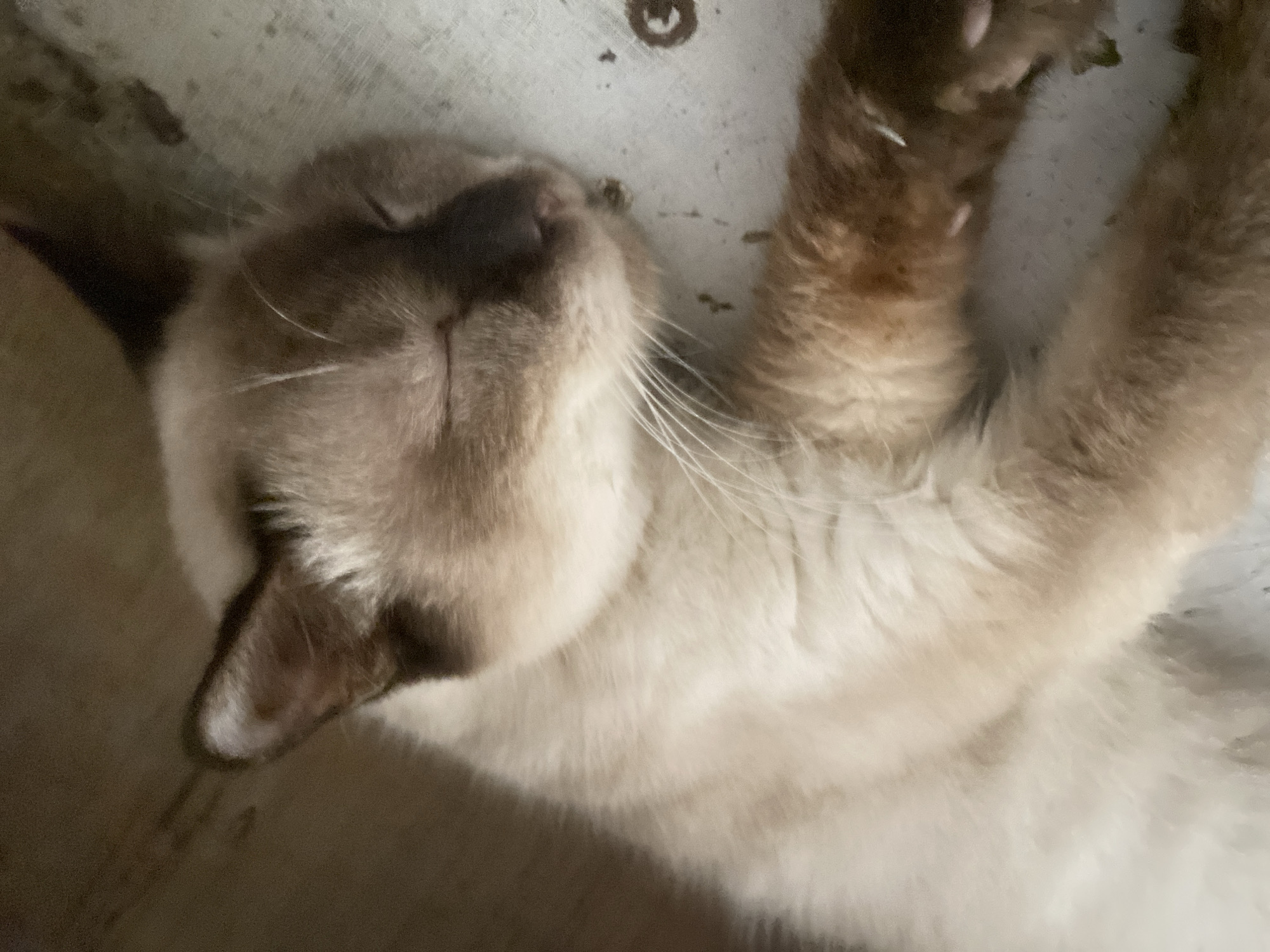 A light brown Siamese cat is sleeping on a textured, off-white surface. The cat's fur is mostly cream-colored with darker brown points on its ears, face, and legs. Its eyes are closed, and its whiskers are fanned out. The surface appears to be a floor or a flat piece of material with some dark specks and a few small green plant fragments. The background is a darker, blurry brown color. No specific location in Davao City is identifiable from the image.