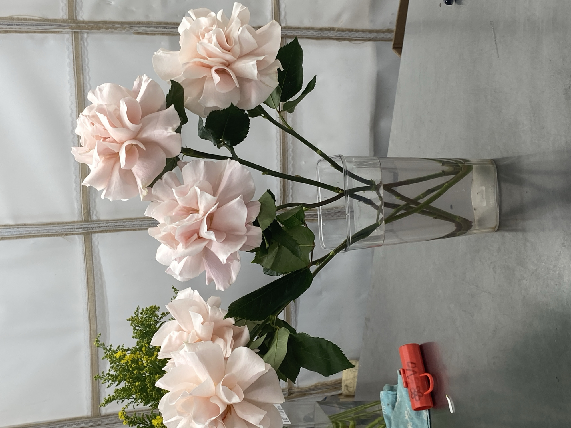A still-life photograph, likely taken indoors, shows a clear cylindrical vase filled with water, holding several stems of pale pink camellias. The flowers are large and multi-petaled, with some green leaves visible along the stems. A sprig of yellow flowers is at the bottom left. The vase is positioned on a gray, reflective surface, possibly a countertop. Next to the vase, on the right, are a red, small tool with a handle and a light blue cloth. The background features a grid-like structure, resembling a window with lace trim, against a white surface. There are no people visible in the image. The location in Yekaterinburg, Russia, cannot be determined from the image.