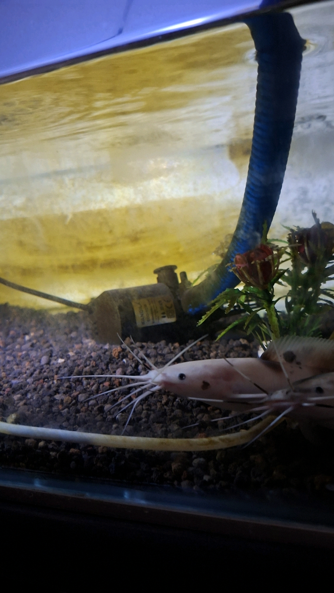 The image shows a close-up view of an aquarium. In the foreground, a pale pink catfish with long barbels is visible, lying on a bed of dark gravel. Behind the catfish, a black submersible pump is situated on the gravel. To the right of the pump, a green artificial plant with red flower-like structures is present. A blue ribbed tube extends from the top of the aquarium, partially submerged in the yellowish water. The water surface reflects the blue lid of the aquarium. The overall environment appears to be an indoor aquarium. This image does not provide any information about the location in Palembang, Indonesia.