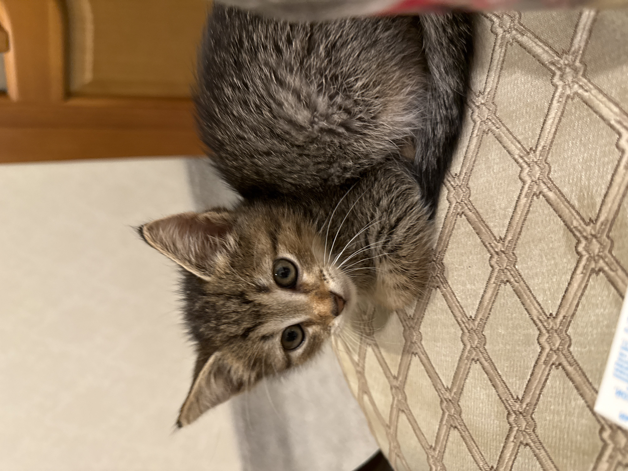 A small, tabby kitten with grey and brown fur is peering over the edge of a patterned beige fabric surface. The kitten has pointy ears, green eyes, and long white whiskers. Some of the kitten's body is visible behind its head, suggesting it is curled up on the surface. A wooden structure is partially visible in the upper-left corner. A piece of white paper is slightly visible in the bottom-right corner. The location is in the city of Unknown, Unknown.