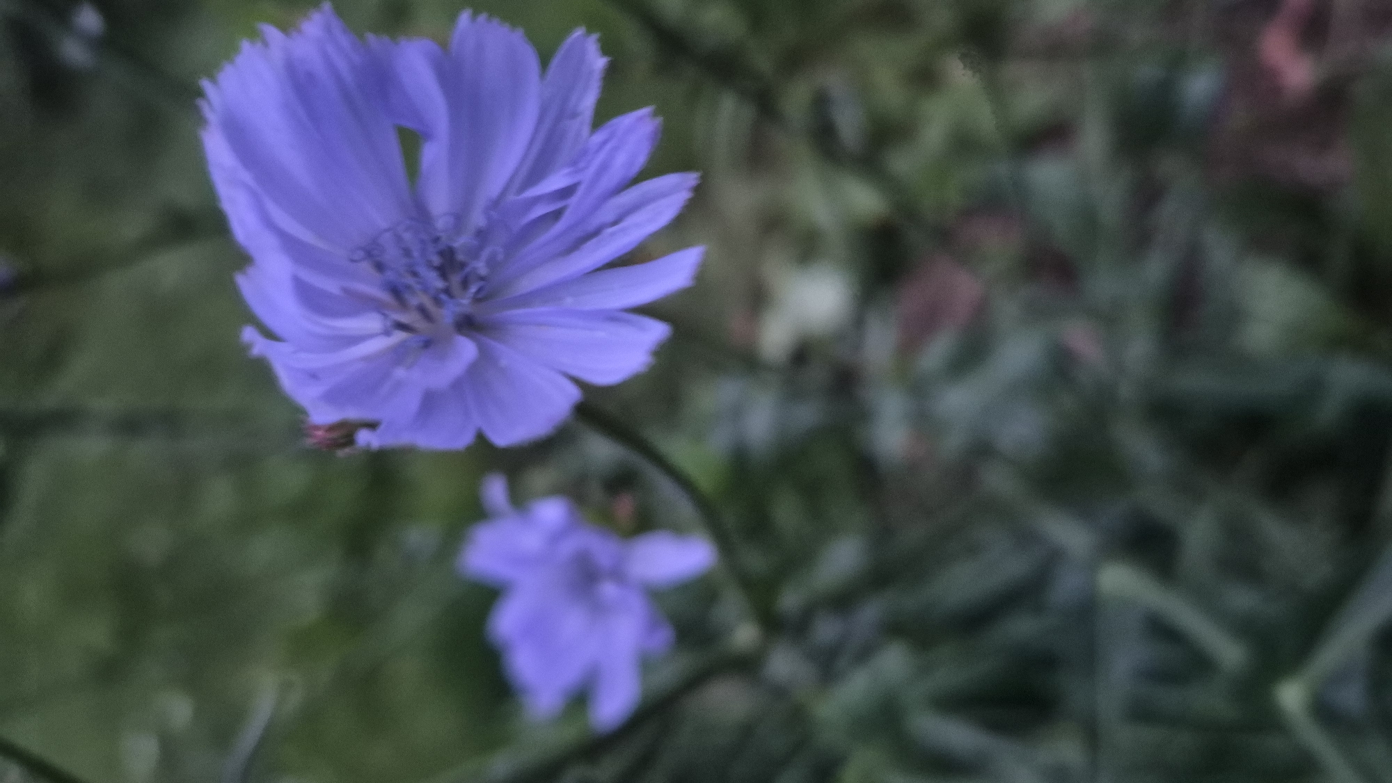 In Krauja, Latvia, a close-up photograph captures two blurry, light purple flowers against a dark green, out-of-focus background of foliage. The flower in the foreground, positioned on the right, is larger and more detailed, showcasing its delicate petals and the stamen in its center. A small, dark insect is perched on one of the petals of this flower. The second flower, smaller and less distinct, is visible on the left side of the image, slightly out of focus. The overall lighting suggests it may be dusk or an overcast day.