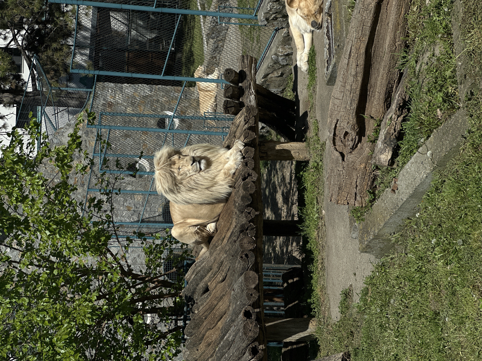 The image shows a male lion resting on a wooden structure in what appears to be an enclosure. Another lion is visible to the right, near a log. The enclosure is fenced with a blue metal fence. Trees and vegetation surround the enclosure. The enclosure is located in Belgrade Zoo, Serbia.