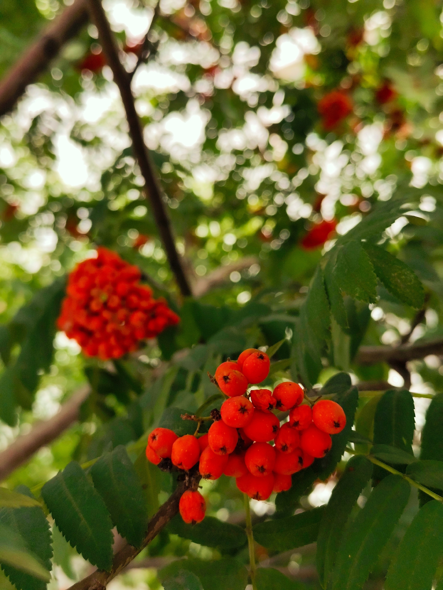 The image shows a close-up of a rowan tree branch with clusters of bright orange-red berries and green leaves. The berries are small, round, and grouped together in dense bunches. The leaves are compound, with multiple leaflets serrated along the edges. The background is softly blurred, with dappled sunlight creating a bokeh effect of light and green. The scene is natural and appears to be outdoors. There are no people or man-made structures visible in the image. This photograph could have been taken in a park or garden within the city of Petropavl, Kazakhstan, where rowan trees are common.