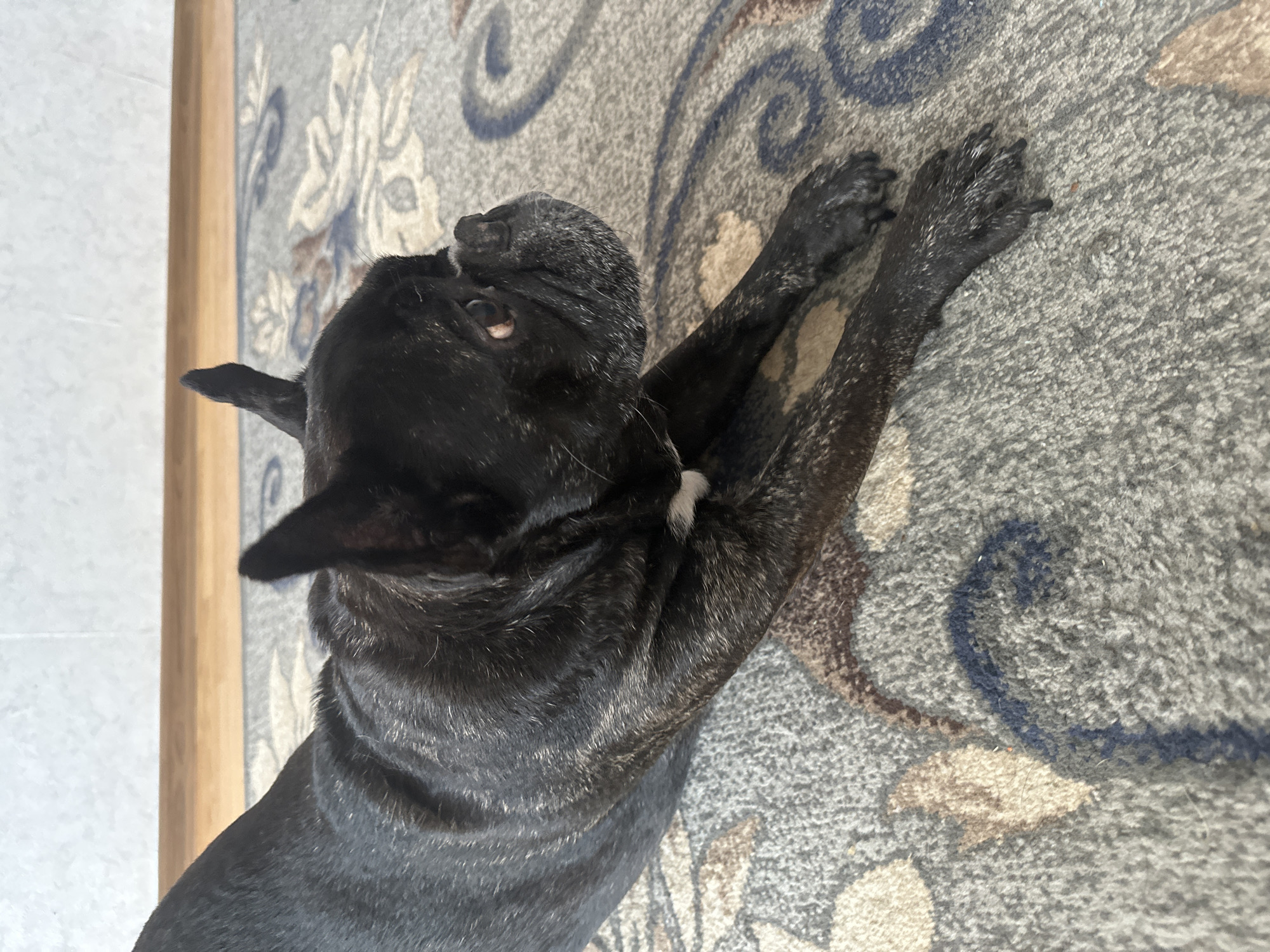 An adult black French Bulldog is lying on its stomach on a gray carpet with a floral pattern. The dog is facing to the right of the frame, with its head turned slightly to look away from the camera. Its front paws are extended forward, and its back is arched. The dog's fur is short and glossy, with some white markings on its chest. The background consists of a wall with a wooden baseboard. The scene appears to be indoors. There is no indication of the location in Chaikovsky, Russia.