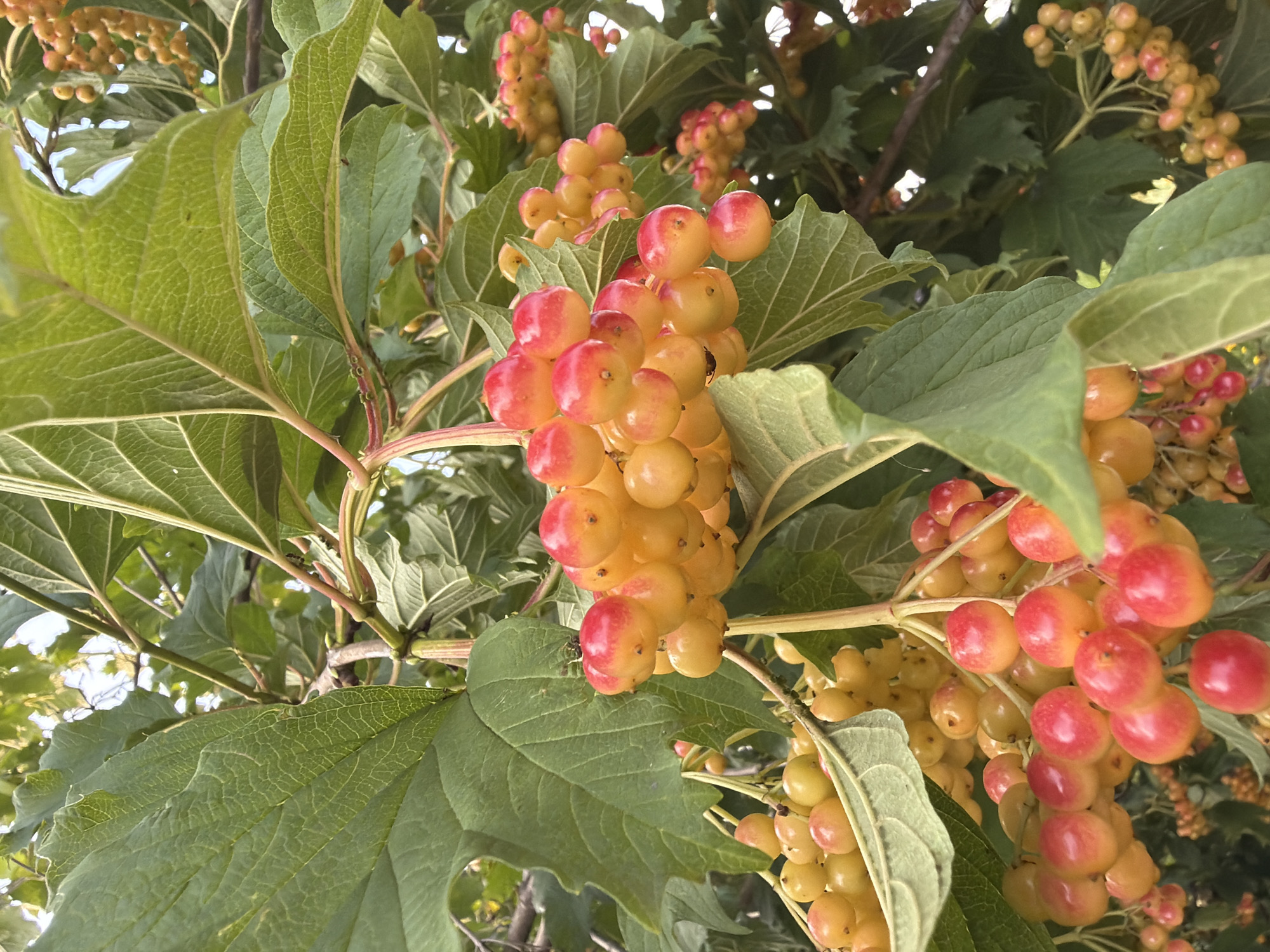 The image shows clusters of ripening red and yellow berries on a bush, with large green leaves and branches visible. The berries appear to be in various stages of development, with some fully red and others a pale yellow or orange. The scene is outdoors, with the sky visible through the foliage, suggesting it is daytime. The berries are likely a type of viburnum, given their appearance and growth pattern. The context of the city of Petukhi, Russia is not visually represented in the image itself.