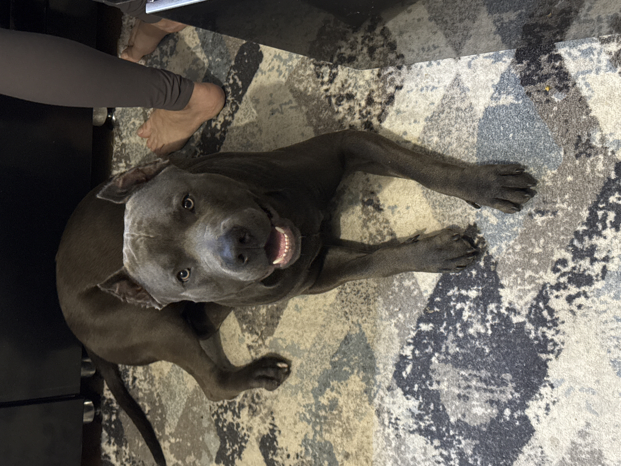 A gray pit bull dog is lying on a patterned rug in front of a dark cabinet. The dog is looking directly at the camera with its mouth slightly open, showing its teeth. To the right of the dog, a person's legs are visible, wearing dark gray leggings. Their bare feet are on the rug. The environment appears to be indoors, likely a living space. There is no indication of Pyatigorsk, Russia.