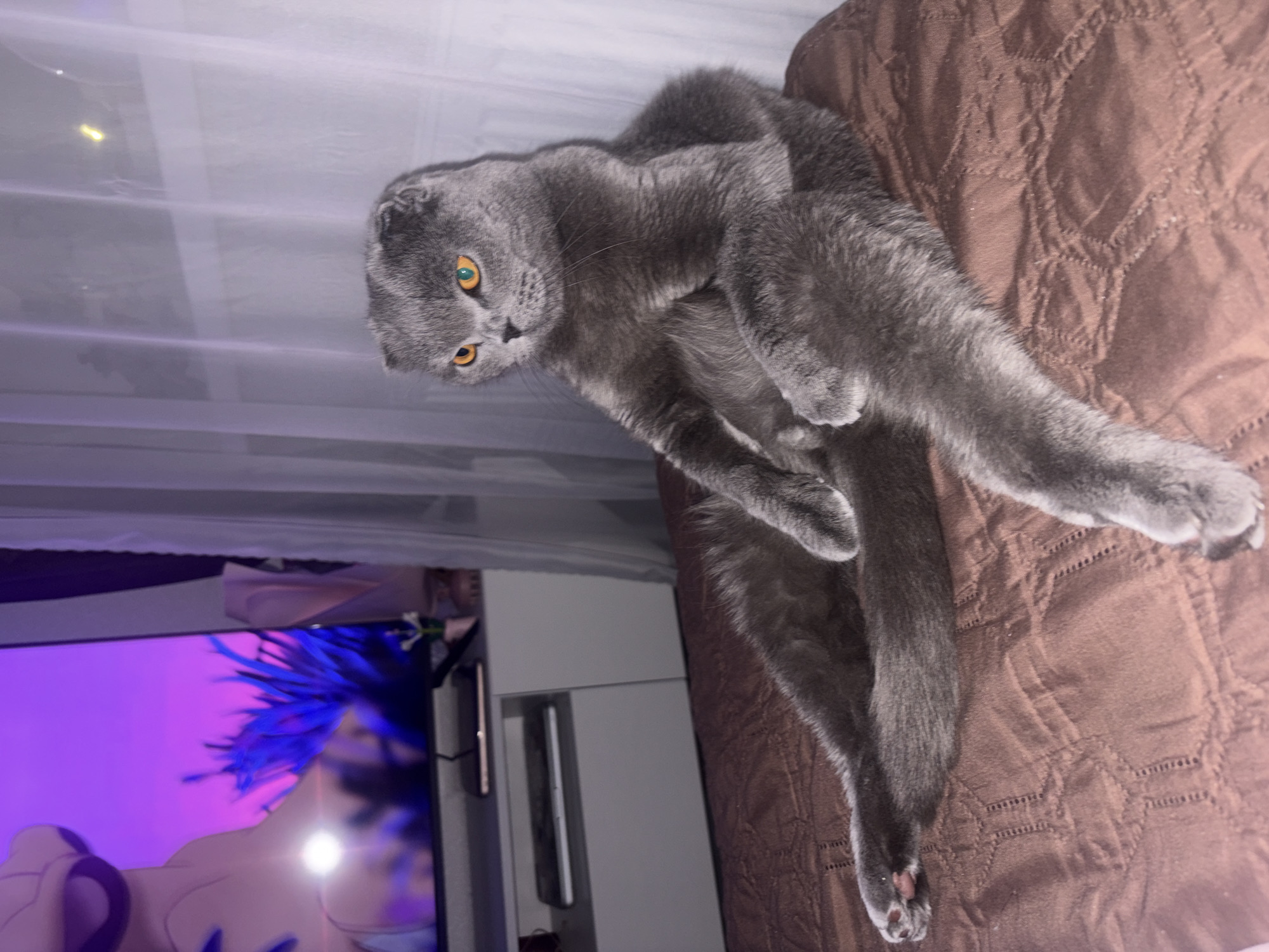 A gray Scottish Fold cat with yellow eyes lies on a brown quilted bedspread. A television displaying an anime program with a character with blue hair is visible in the background. The scene appears to be indoors. The location is not discernible as being in Saint Petersburg, Russia.